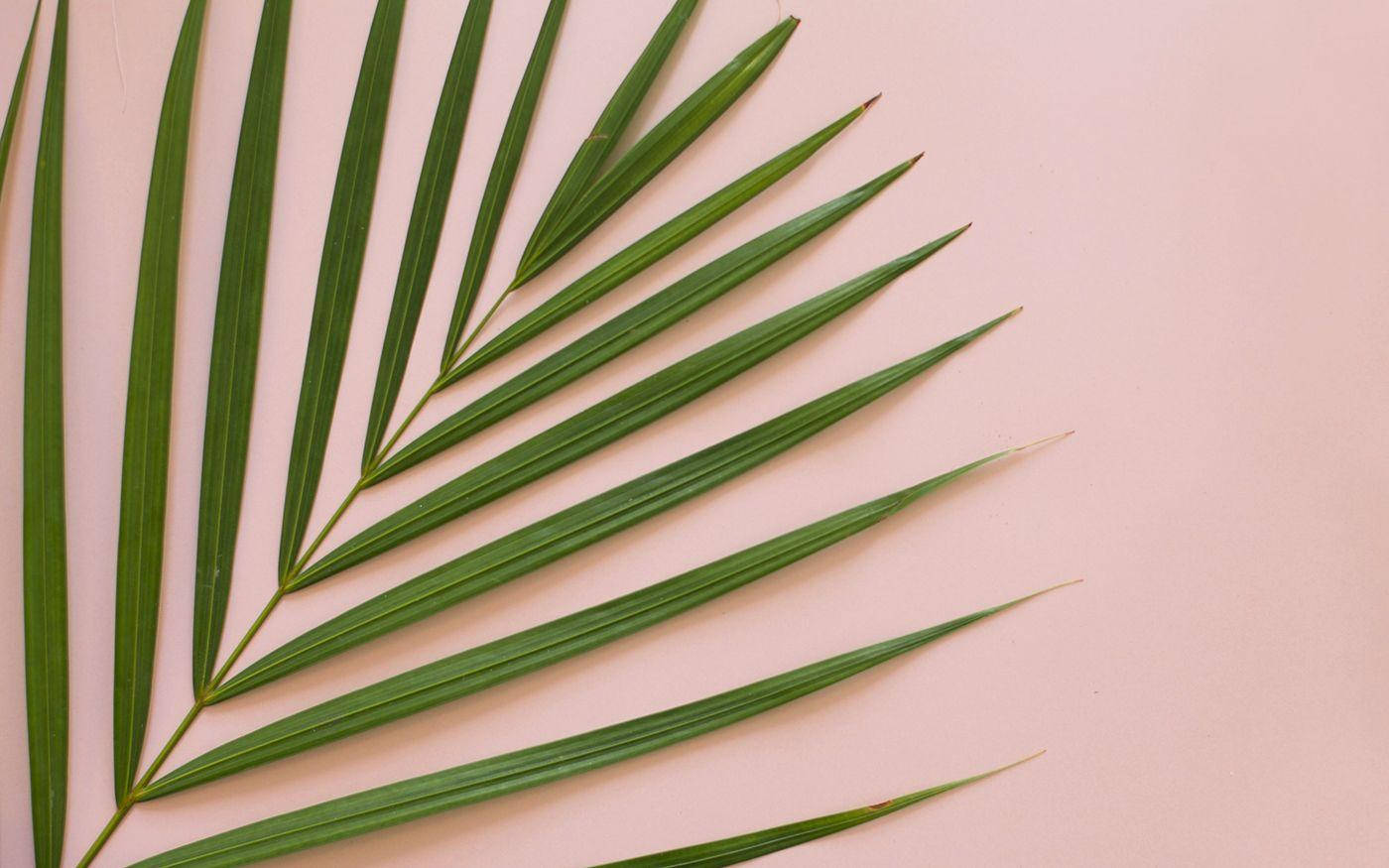 Minimalistisk sommeræstetik med palmeblad Wallpapers