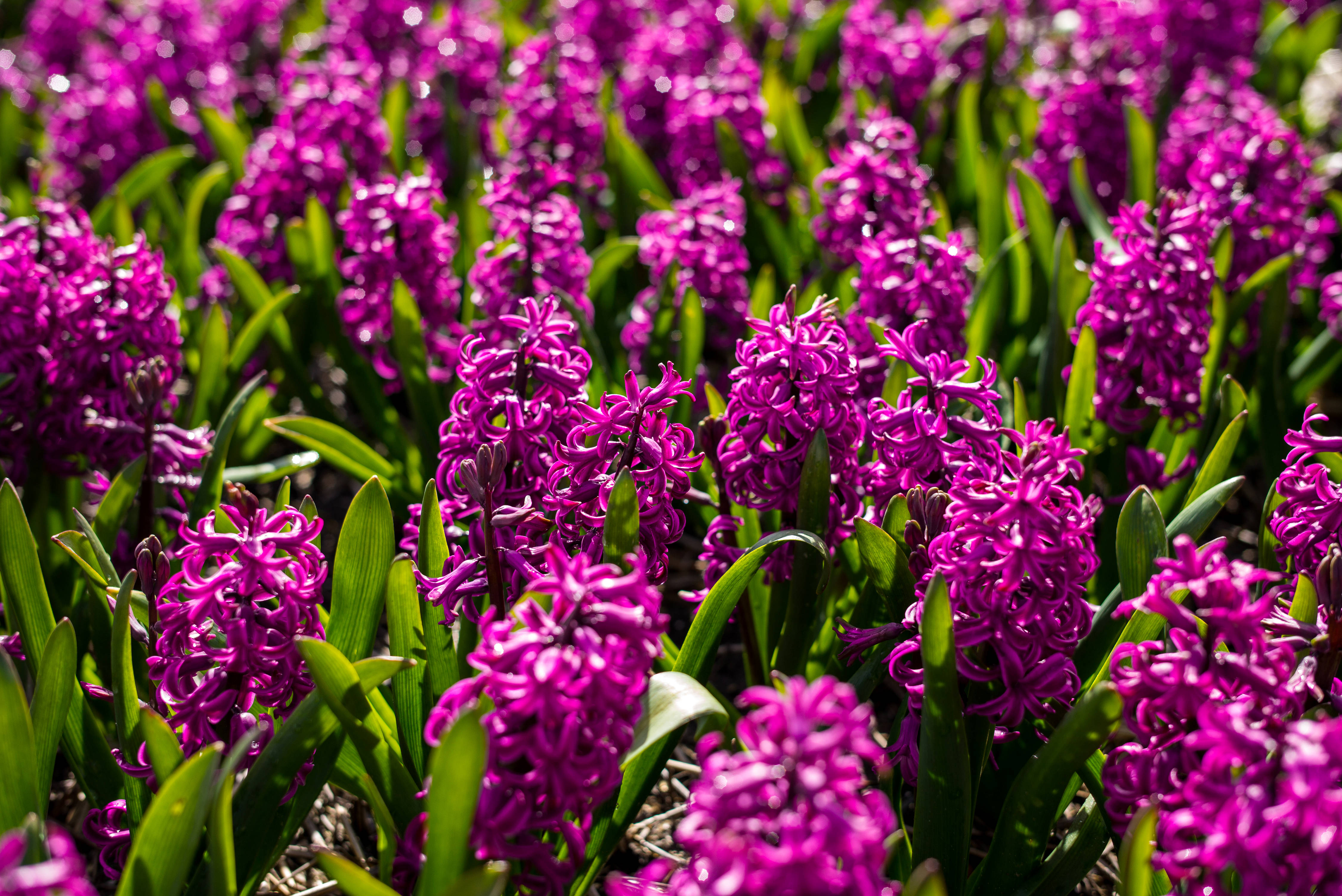 Miss Saigon hyacint blomstermark Wallpapers