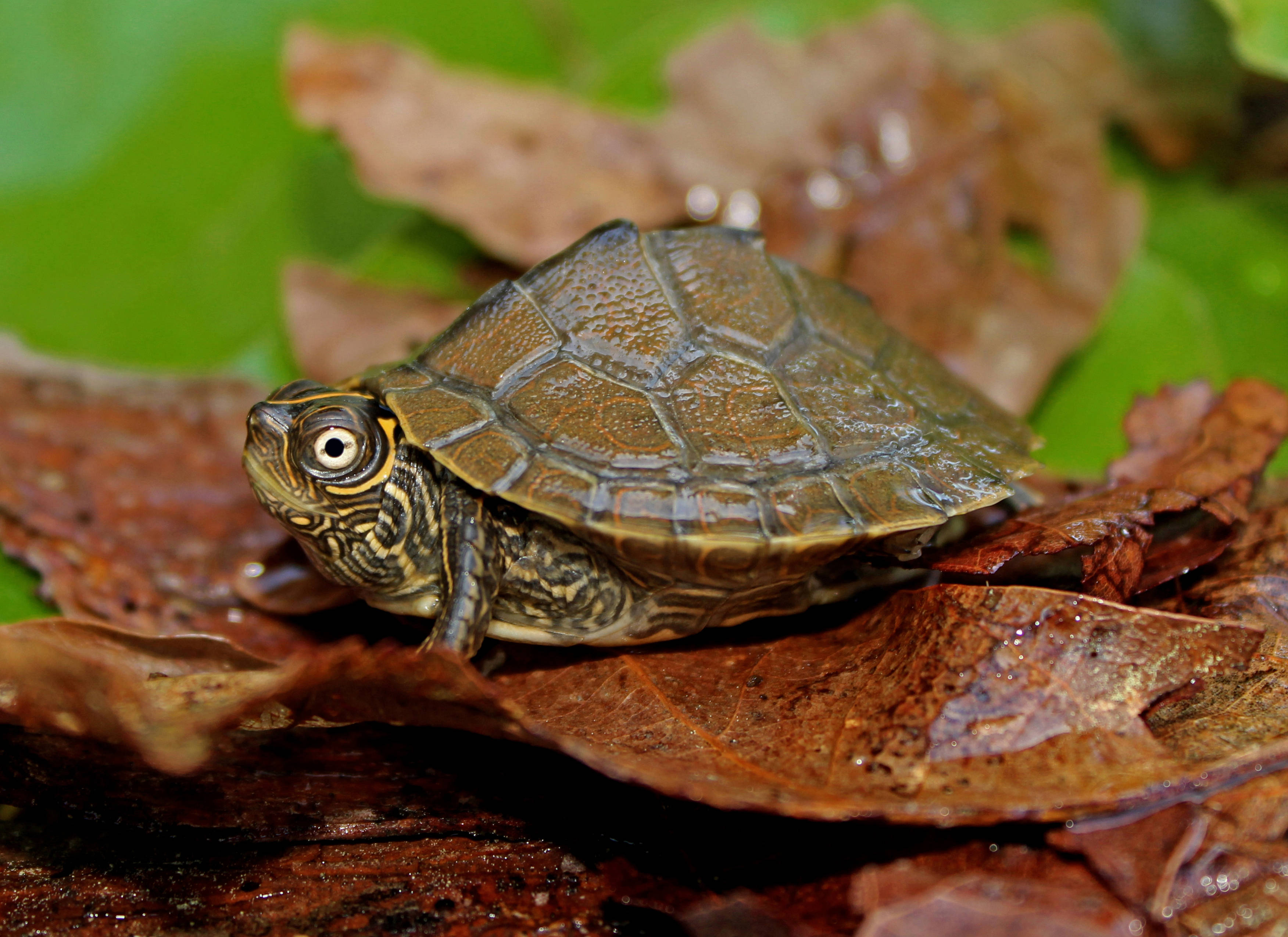 Mississippi-kortskildpadde på fugtige blade Wallpapers