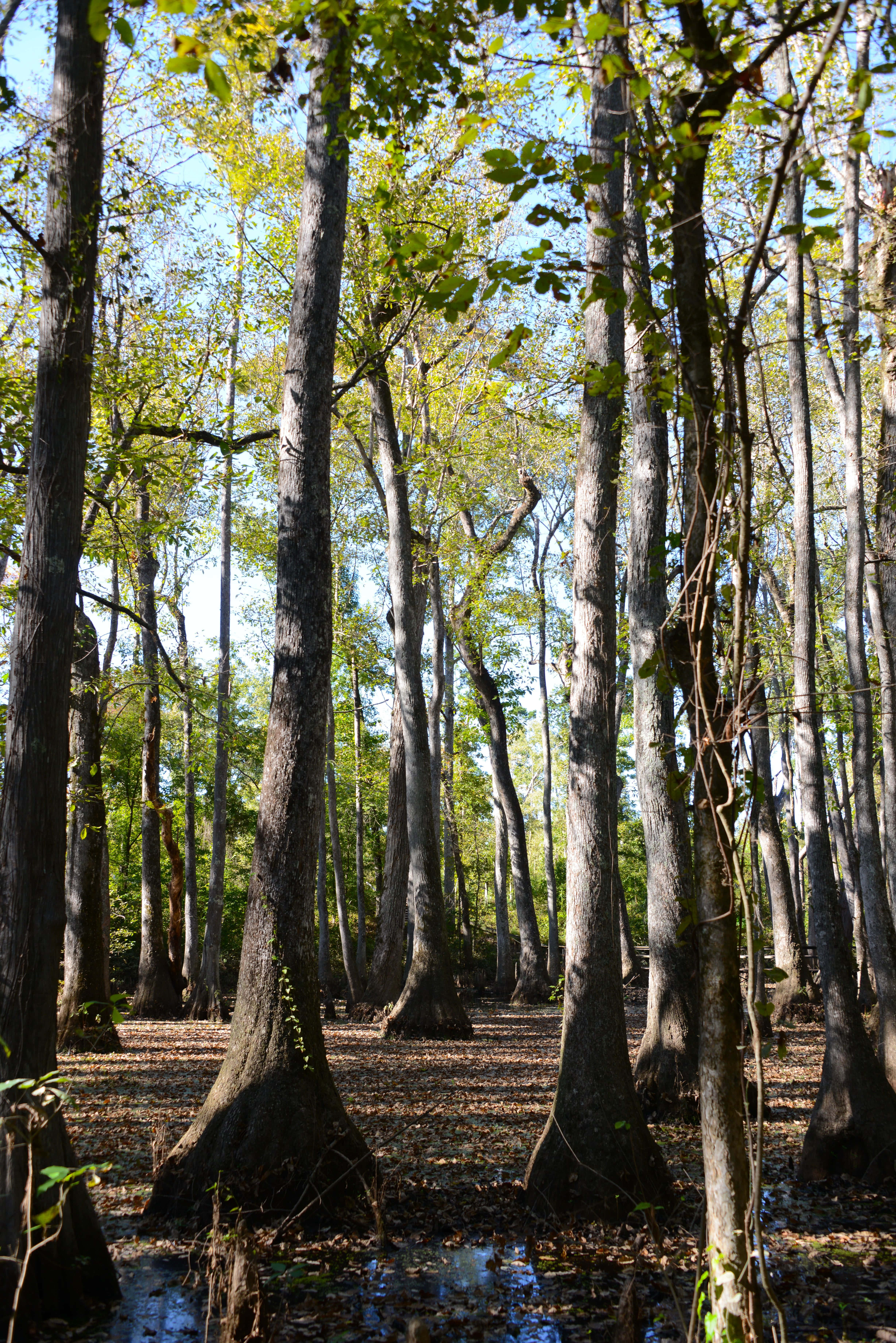 Mississippi-skove Wallpapers