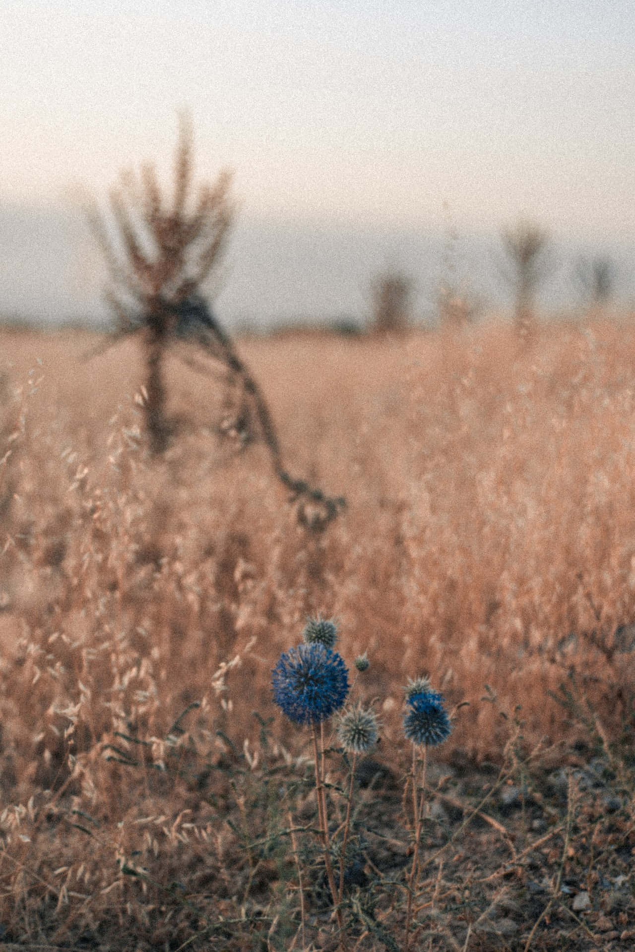 Mælkebøtte blå blomster telefon Wallpapers