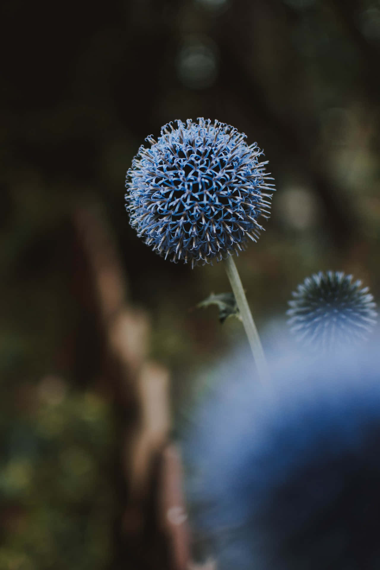 Mælkebøtter blå blomster telefon Wallpapers