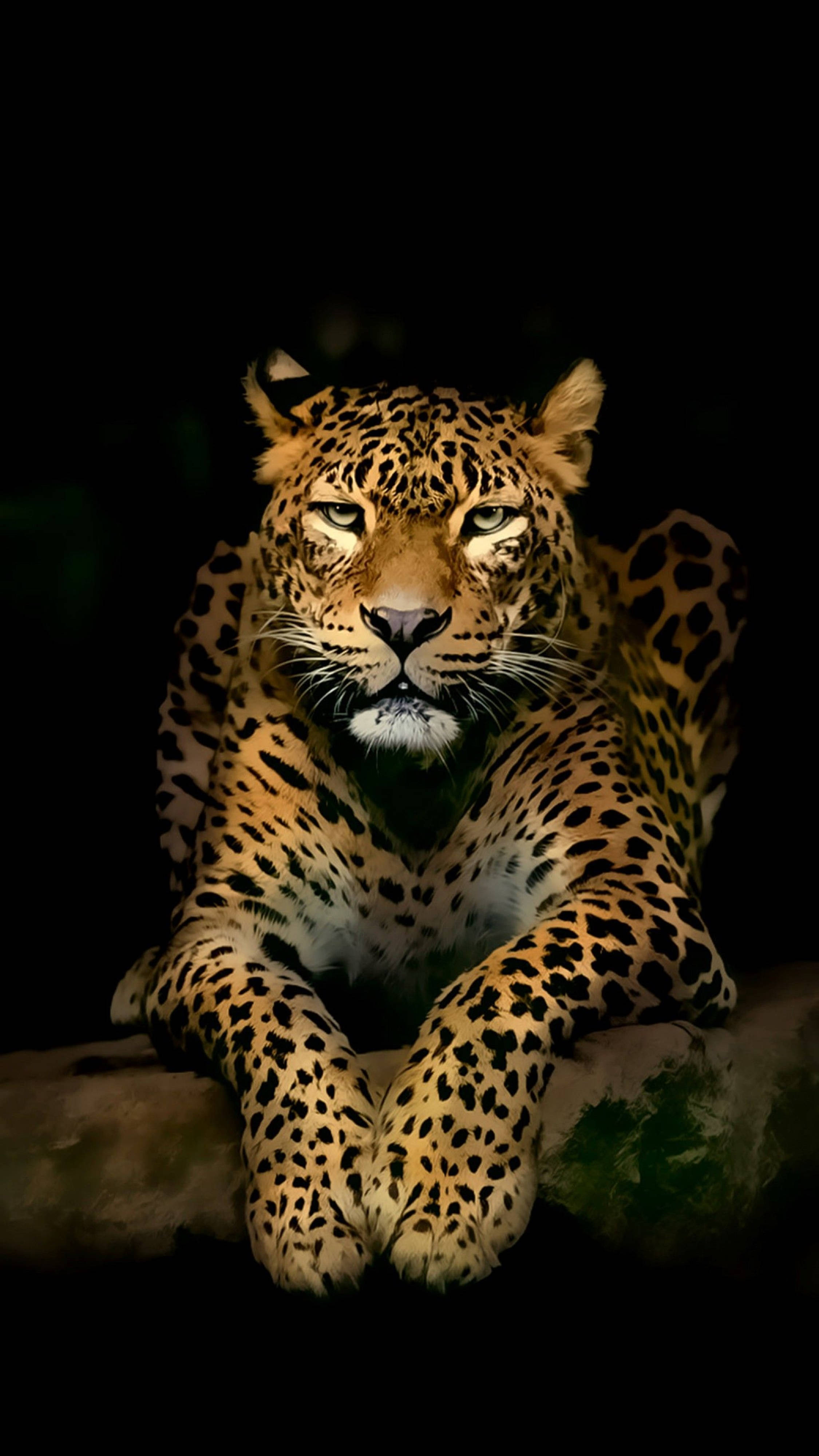 Mobil 4K Tiger Wallpapers