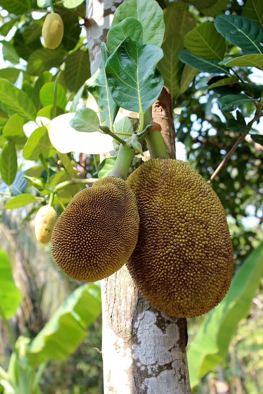Moden Jackfruit på Træet Wallpapers