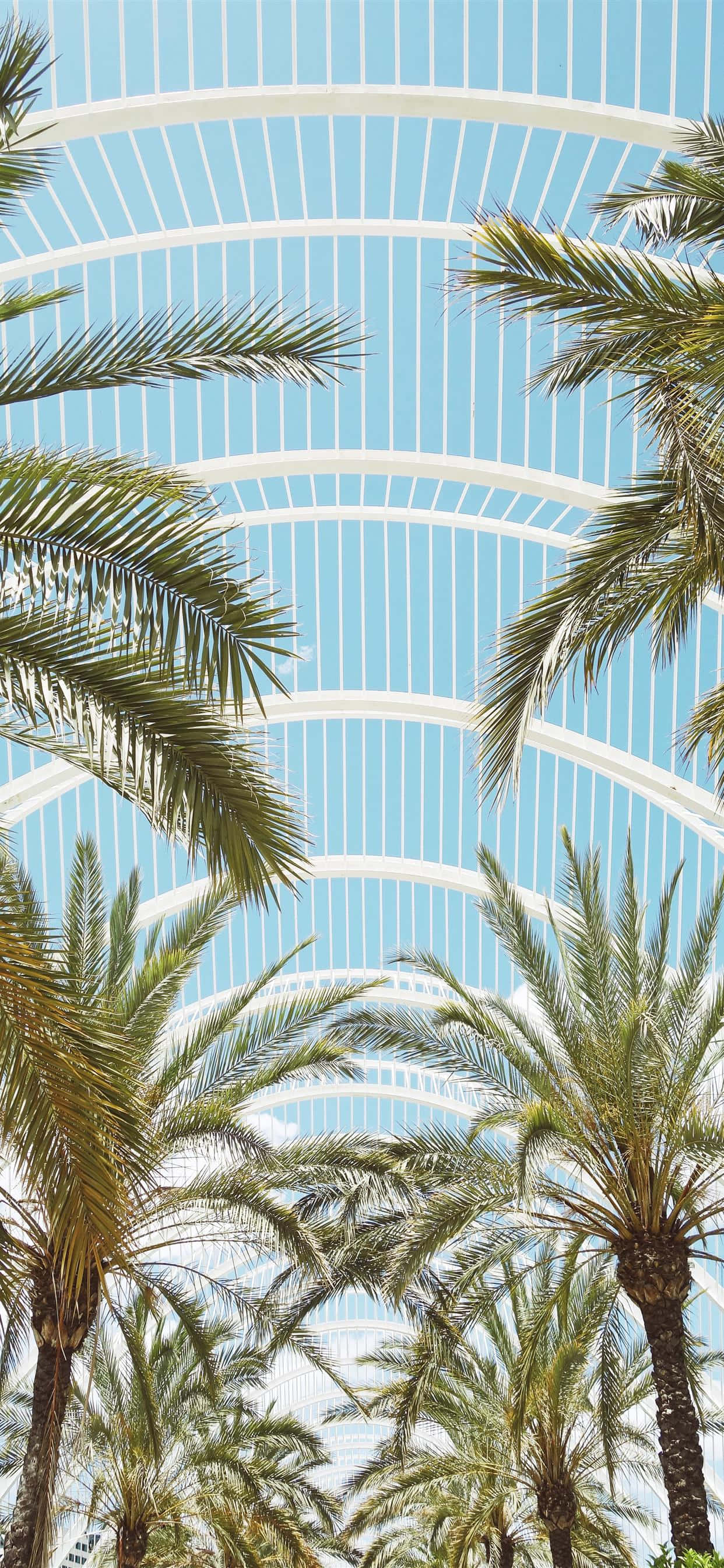 Moderne arkitektur palmetræer Wallpapers