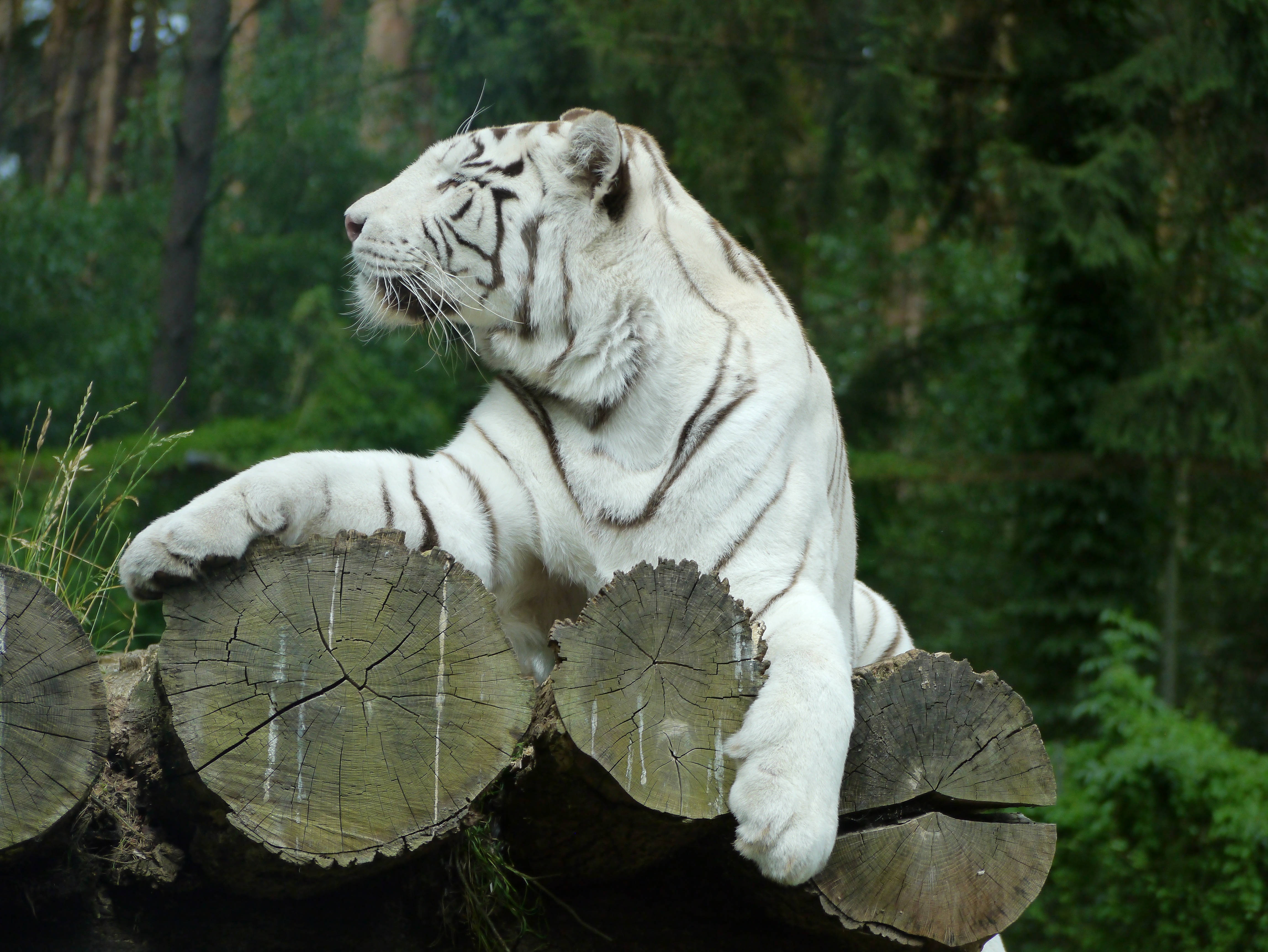 Modig hvid tiger i naturen Wallpapers