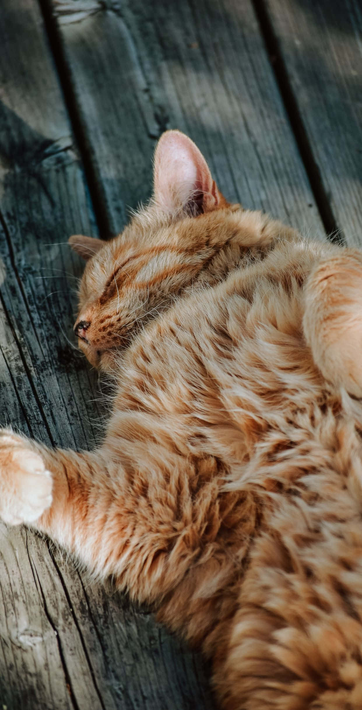 Modigt billede af en rød kat Wallpapers