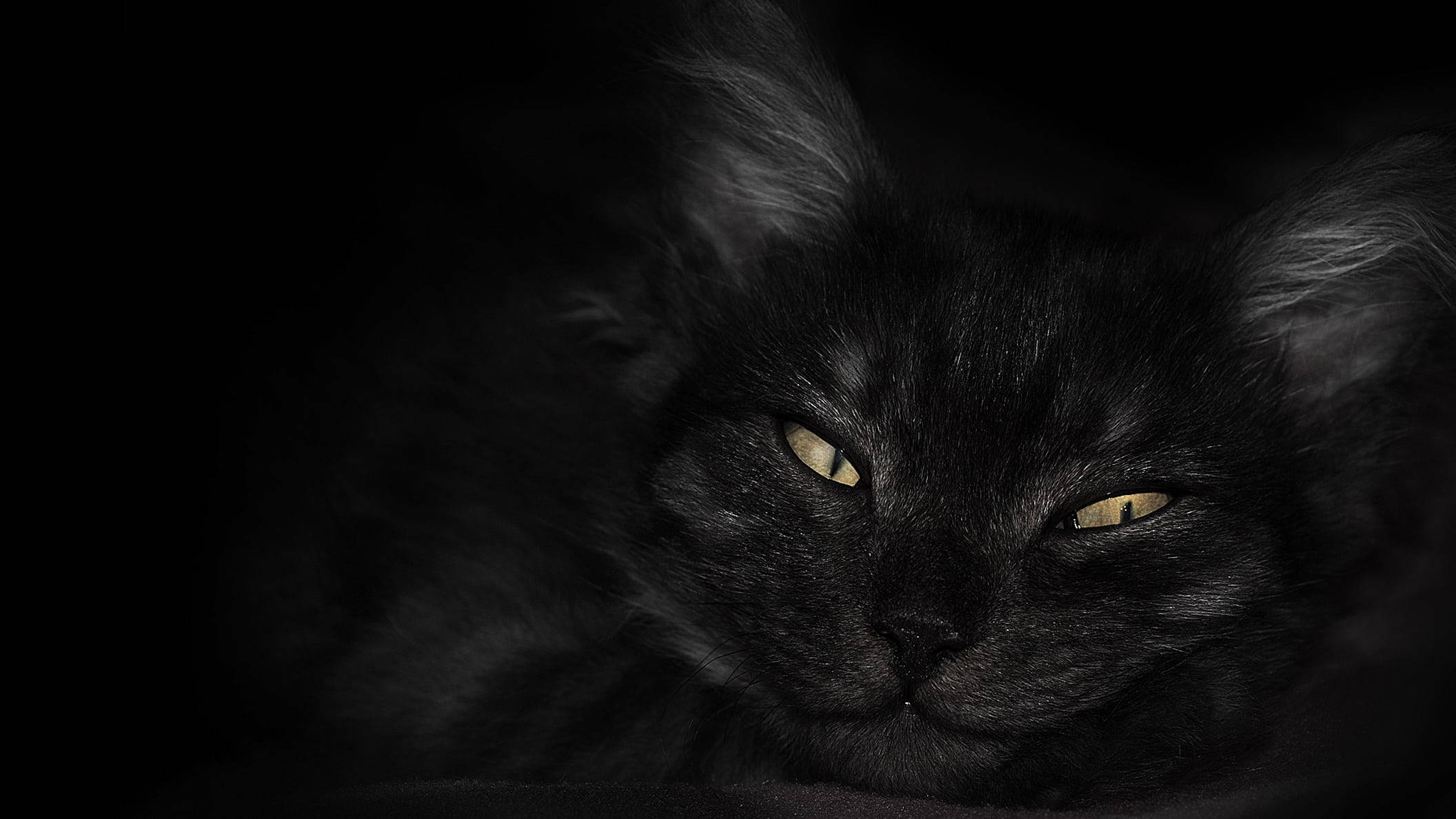 Mørk bærbar med sort kat med gule øjne Wallpapers