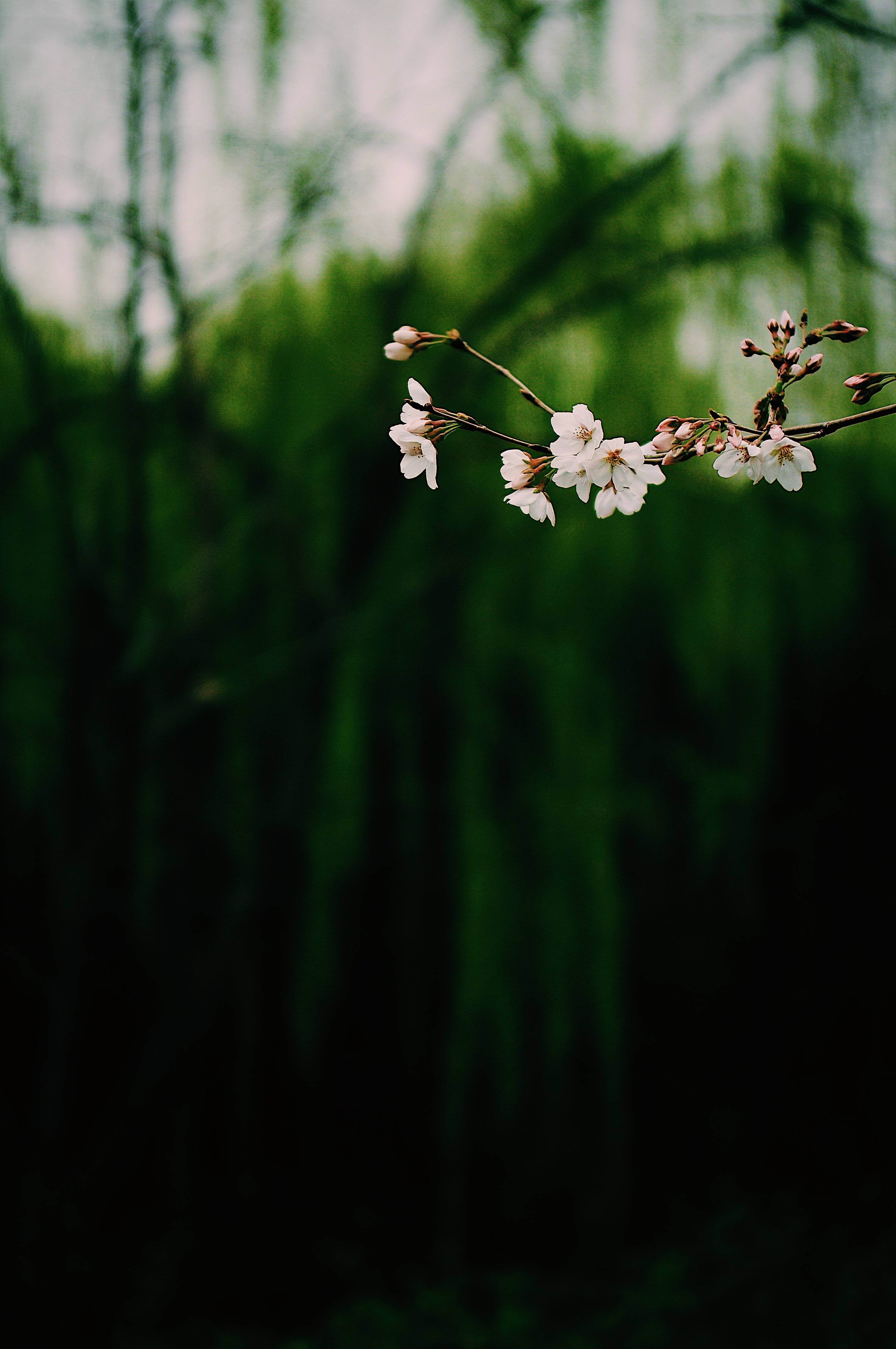 Mørk hvid hængende blomst Wallpapers