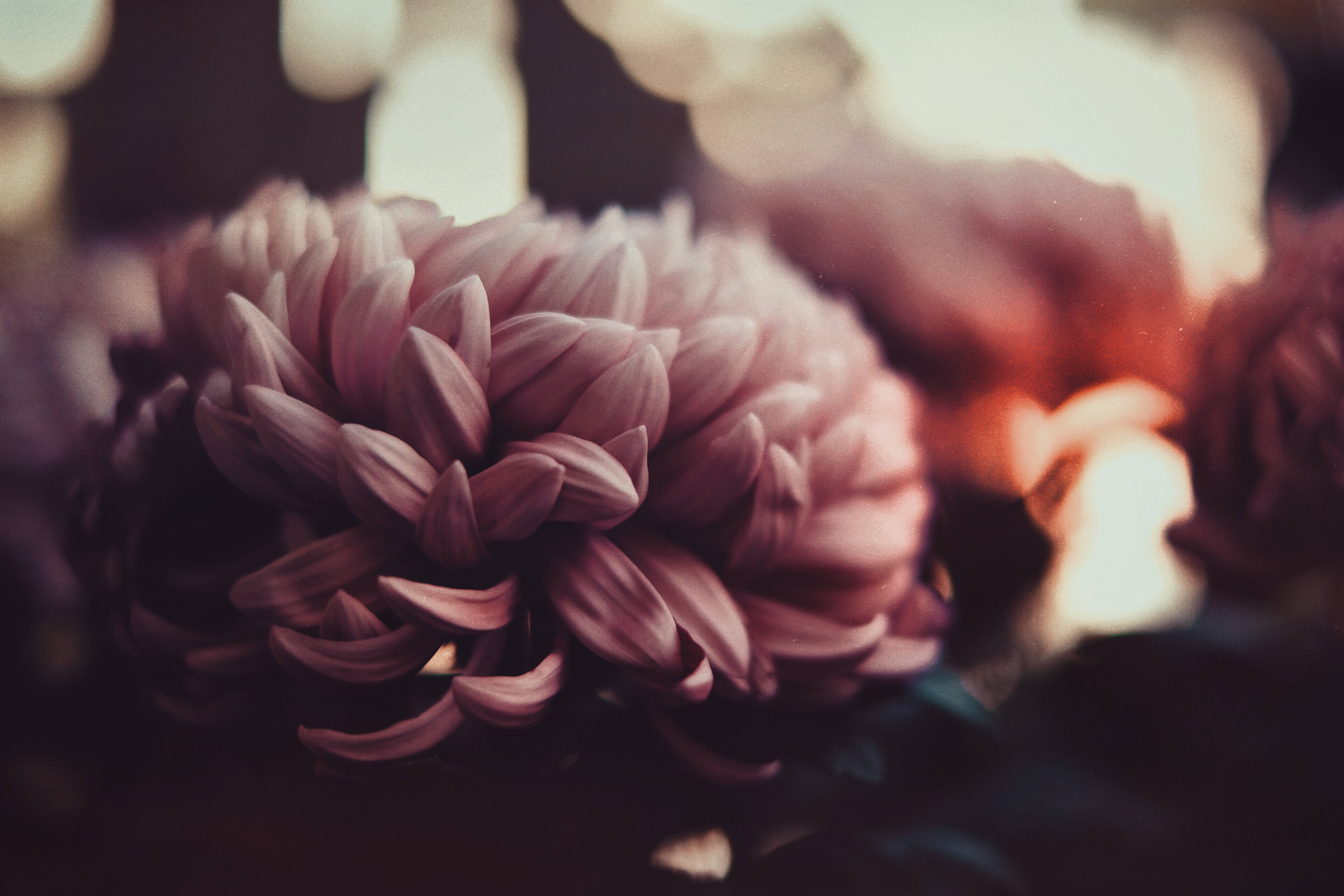 Mørk lyserød blomsterbuket Wallpapers