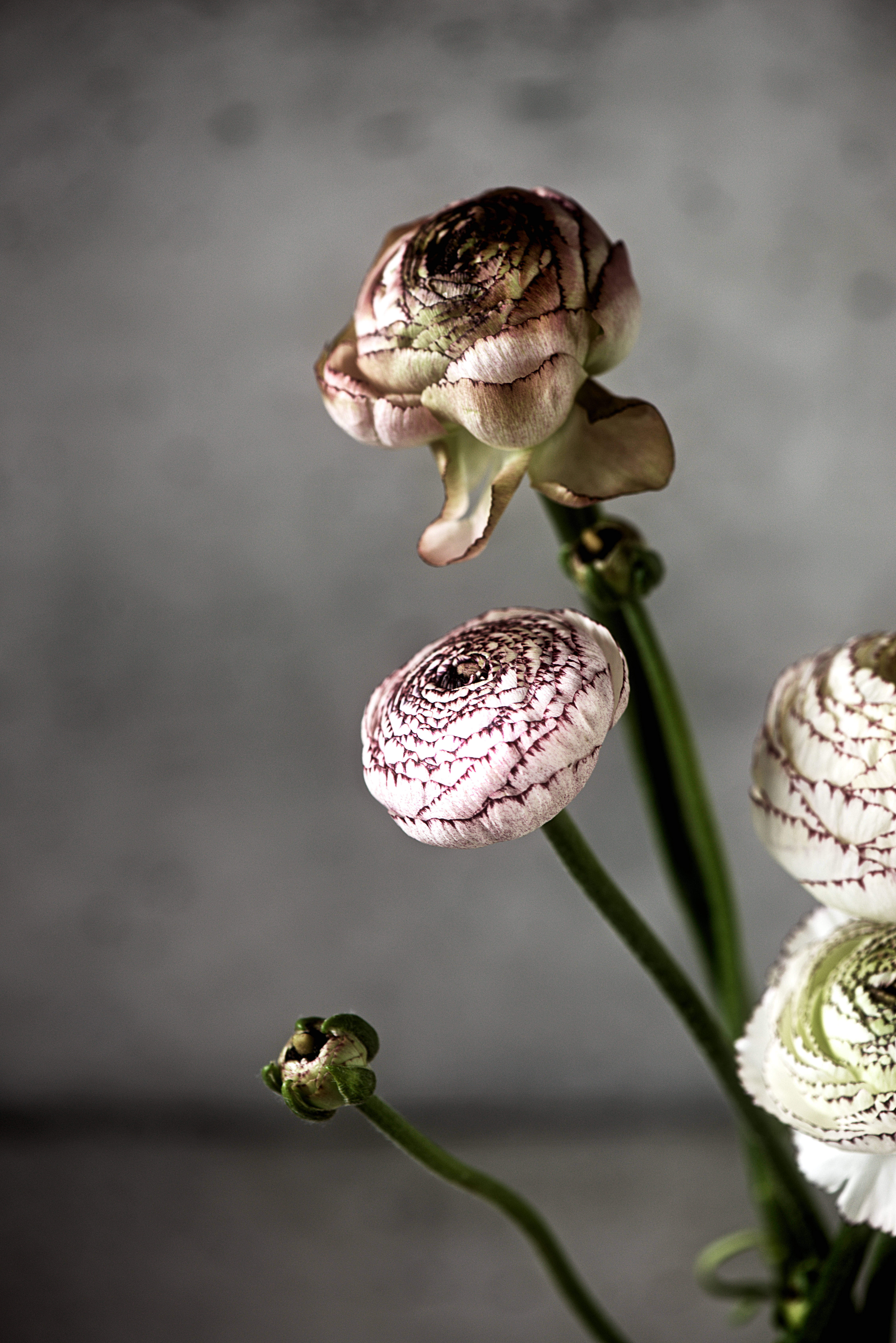Mørk pink blomsterblad med stilk Wallpapers