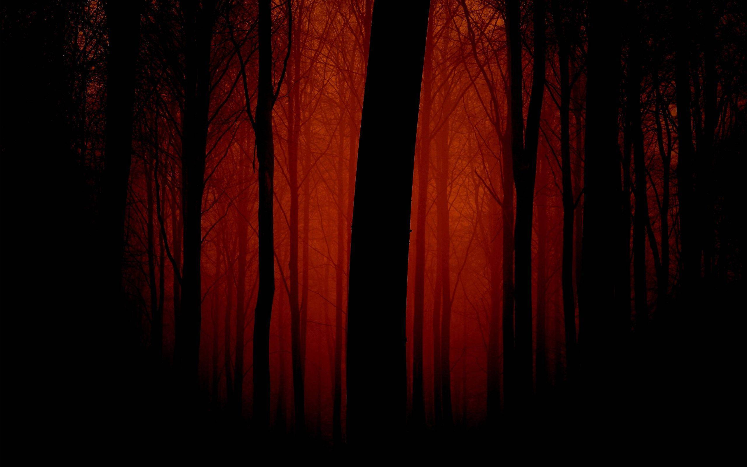 Mørk Rød Skov Wallpapers