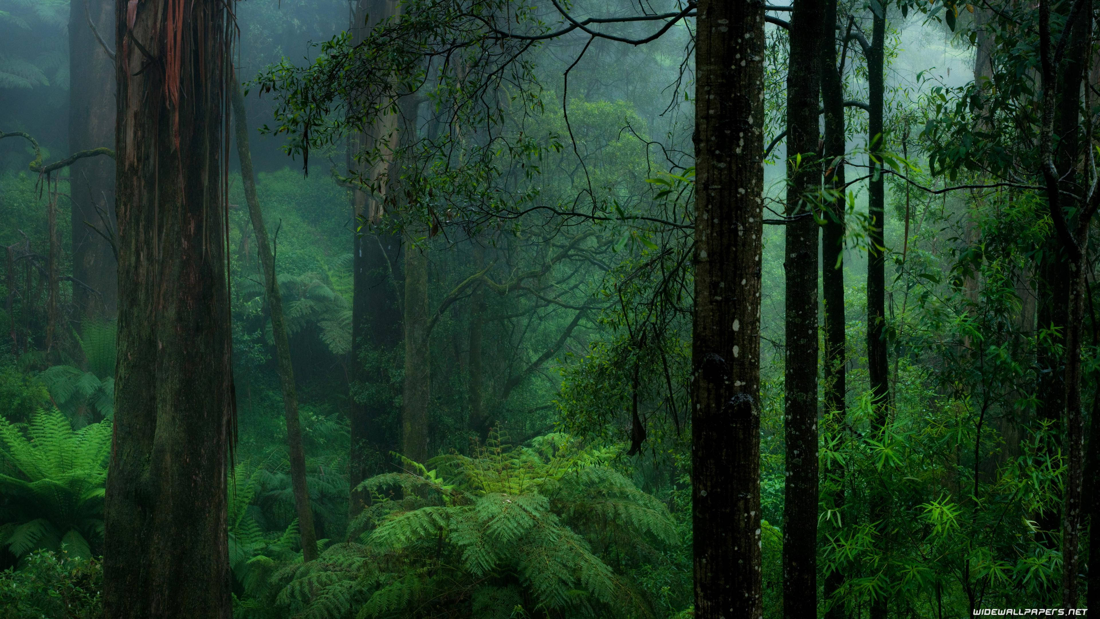 Mørk skov baggrund Wallpapers