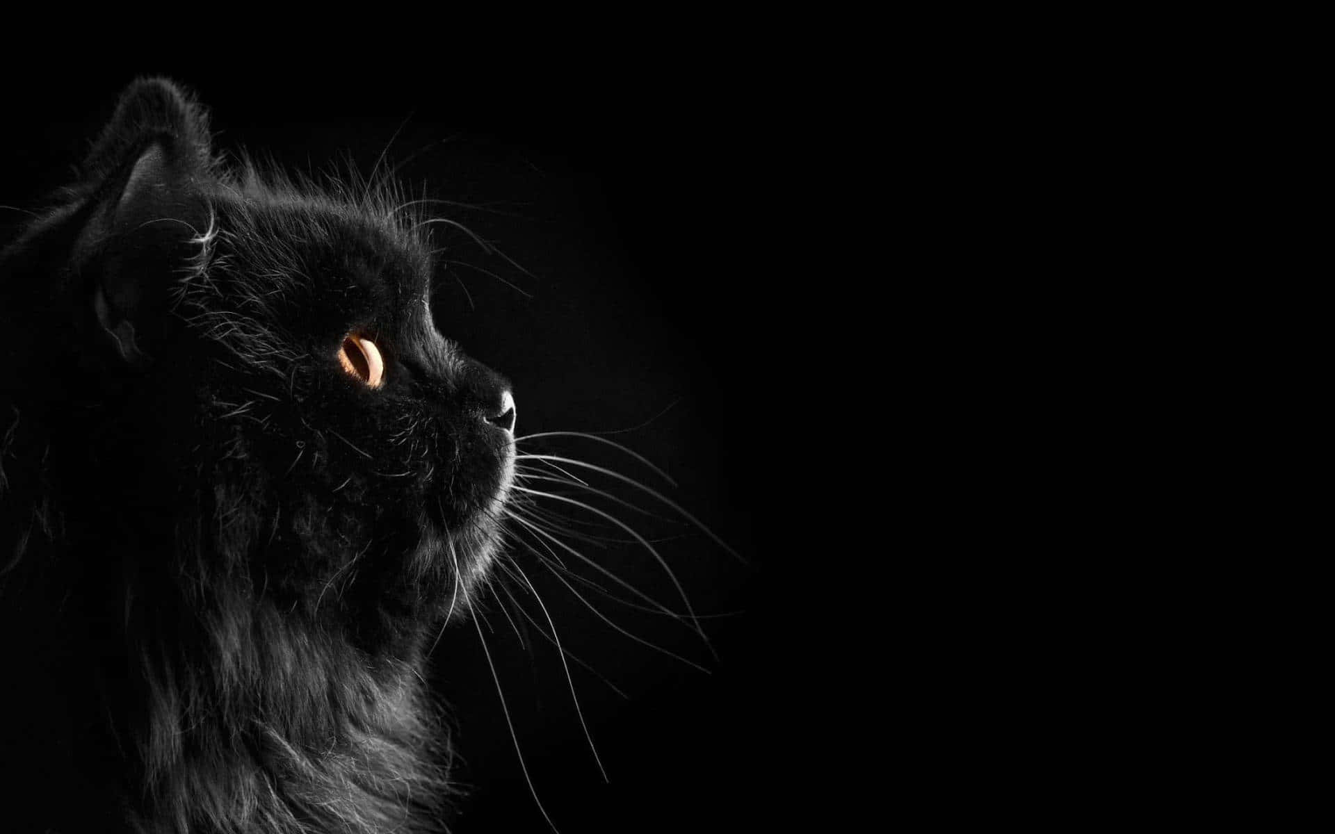 Mørk sød fluffy sort kat Wallpapers