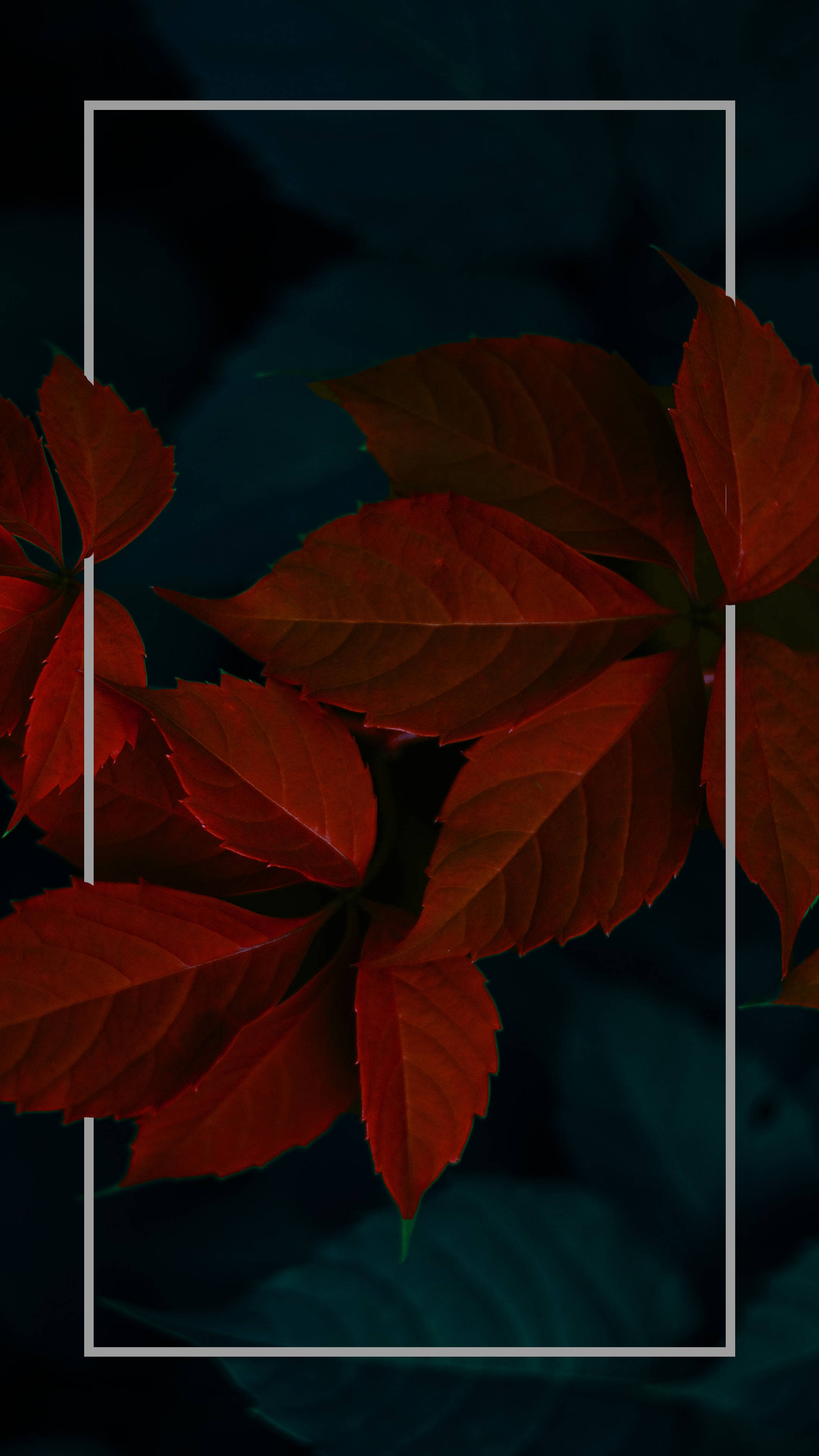 Mørke røde minimalistiske planteblade Wallpapers