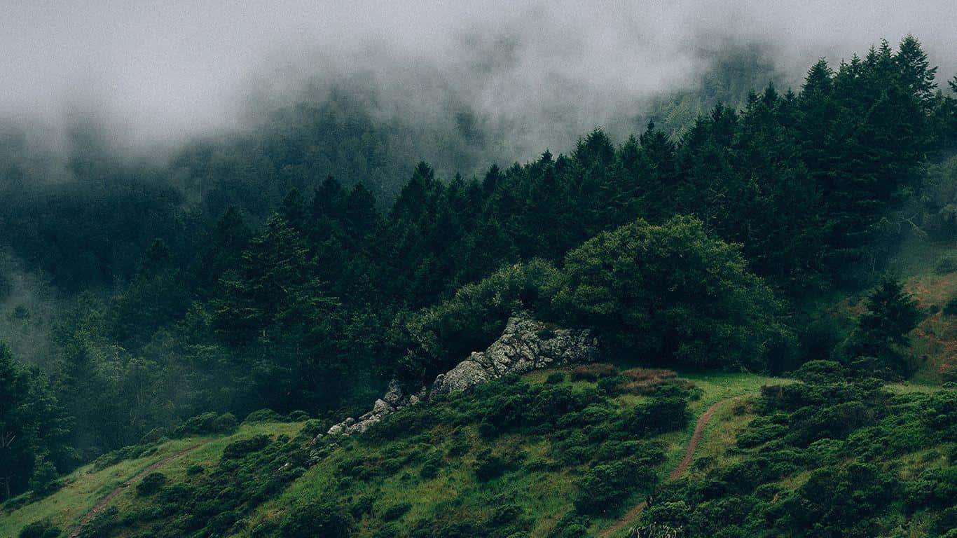 Mørkegrøn Skovro Wallpapers