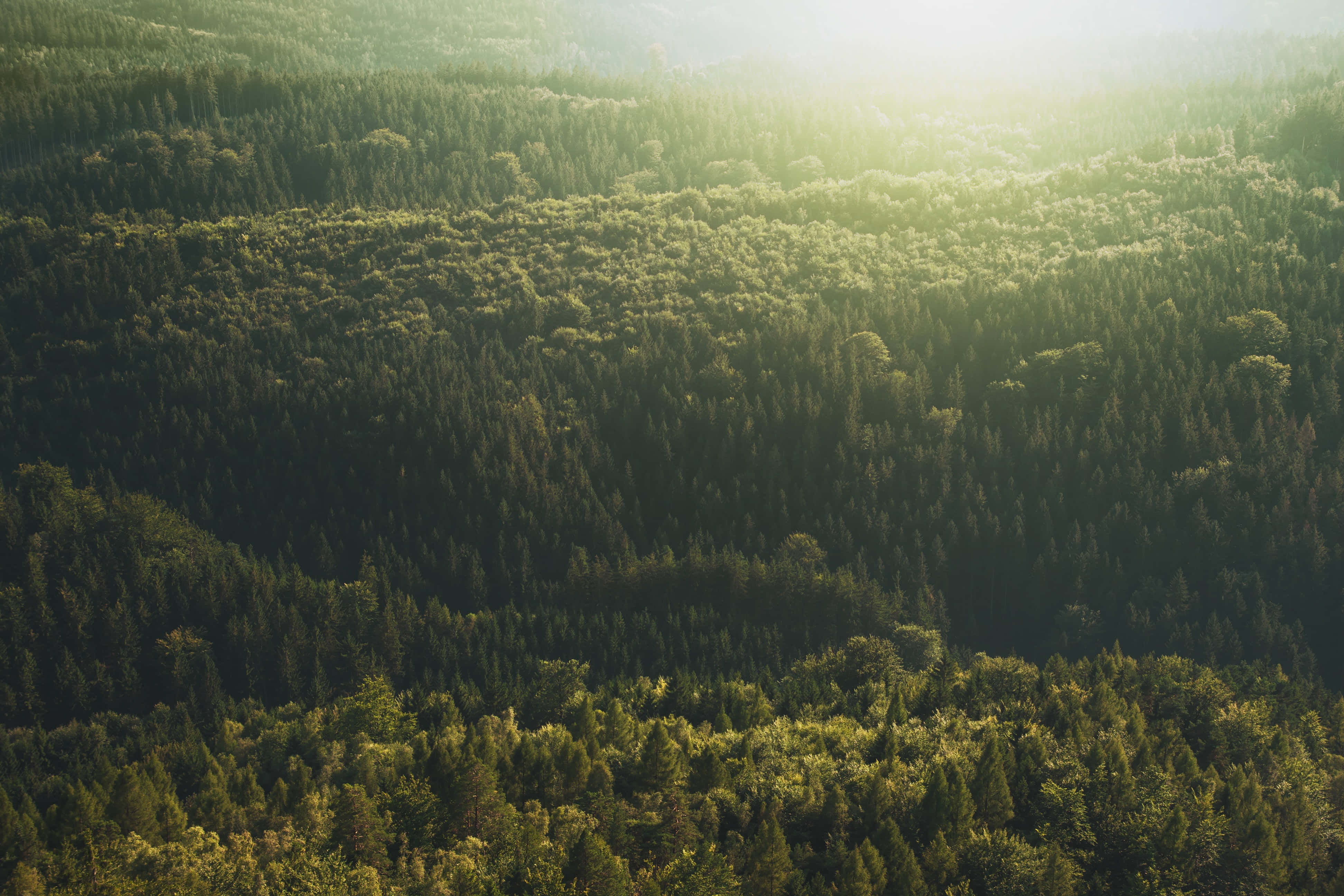 Mørkegrønne æstetiske billeder Wallpapers