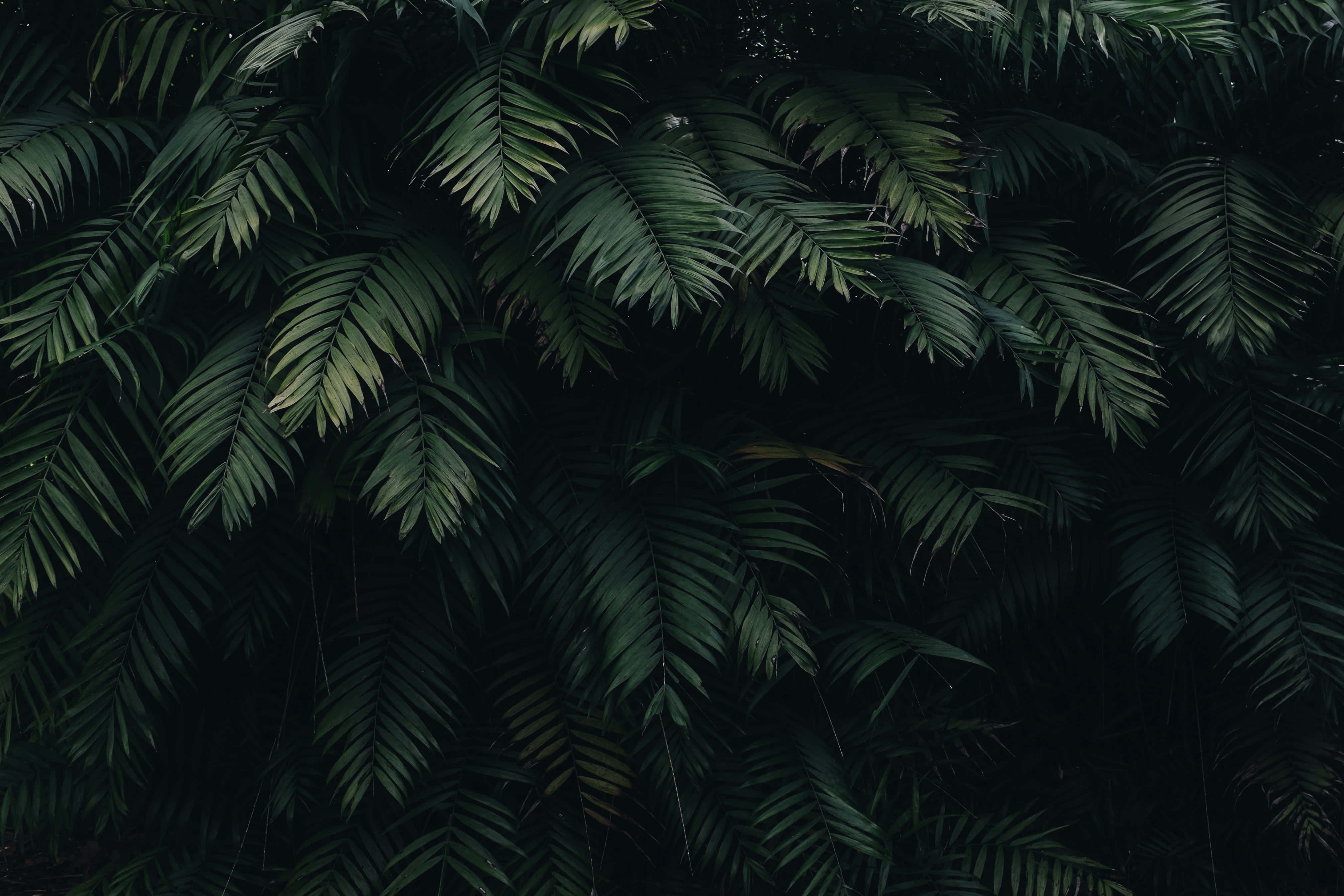 Mørkegrønne æstetiske billeder Wallpapers