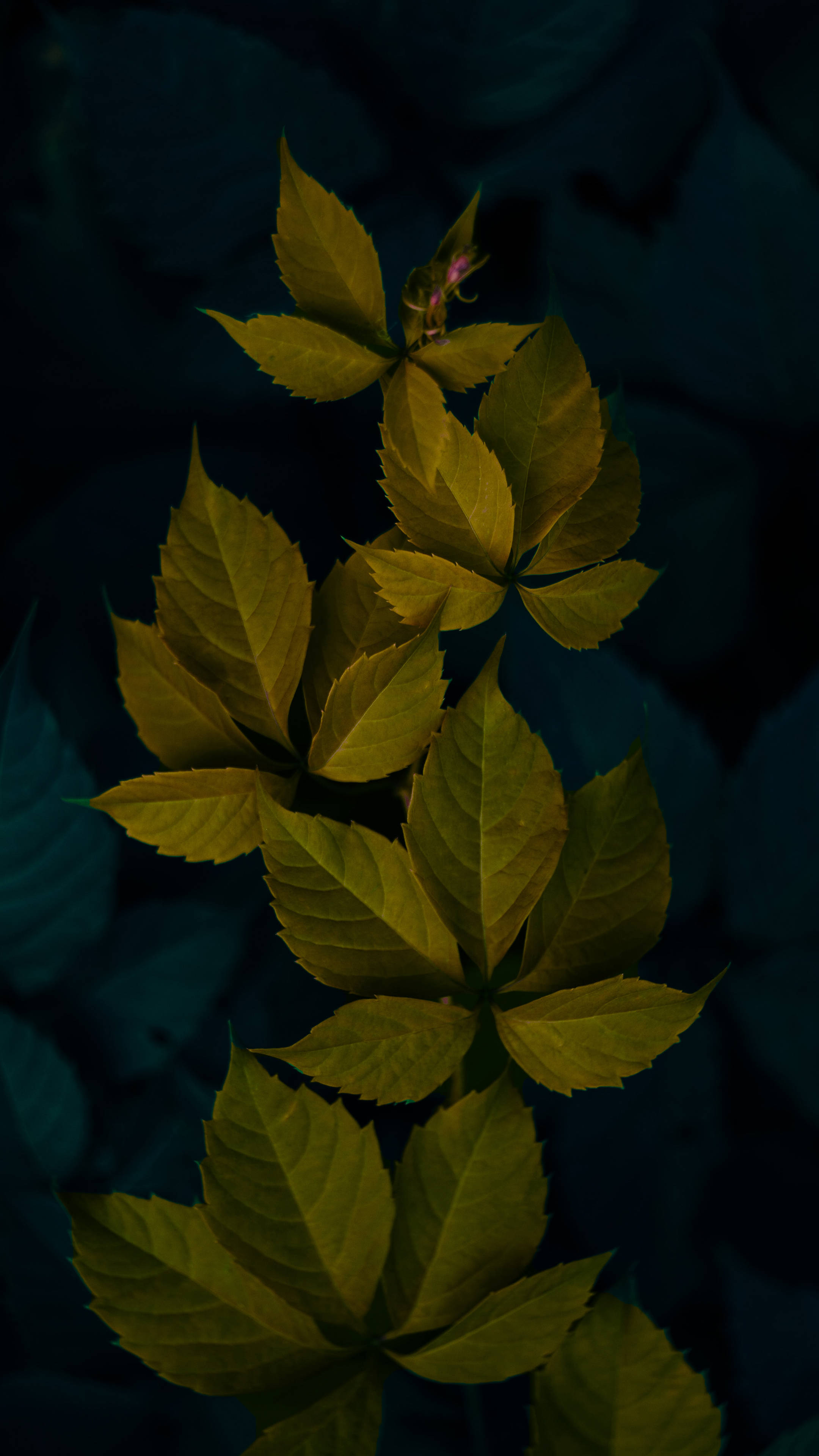 Mørkegrønne minimalistiske planteblade Wallpapers