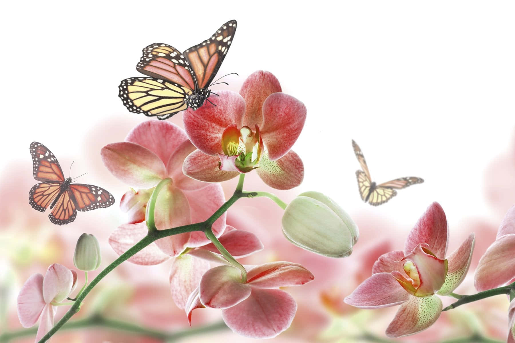 Monarksommerfugle på lyserøde orkideer Wallpapers