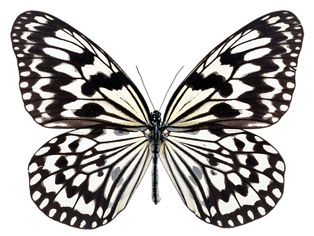 Monokrom sommerfugl med spredte vinger Wallpapers