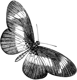 Monokrom sommerfuglekunst Wallpapers