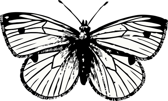 Monokrom sommerfuglesilhuetkunst Wallpapers