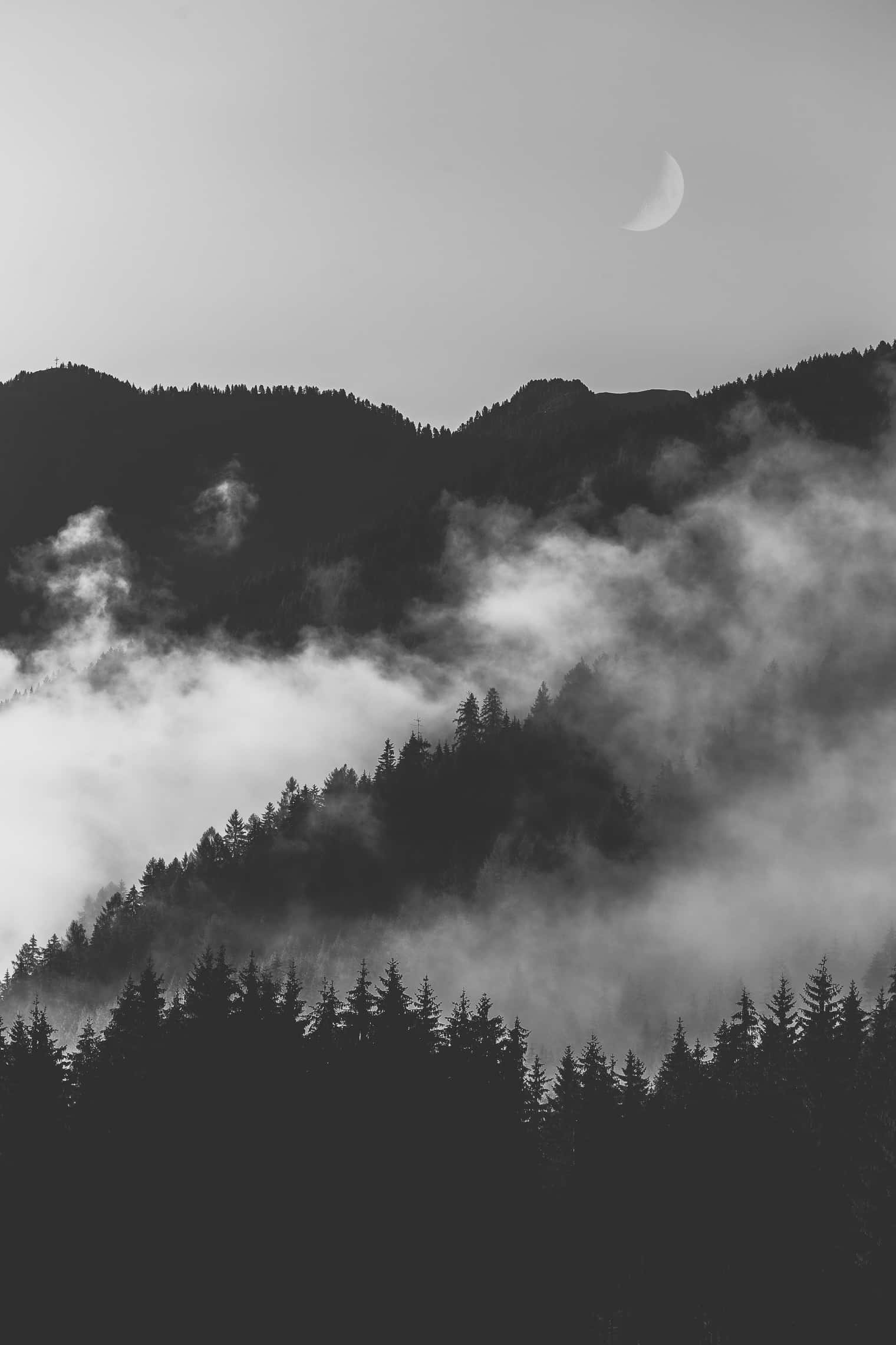 Monokromt mørkt og tåget skov Wallpapers