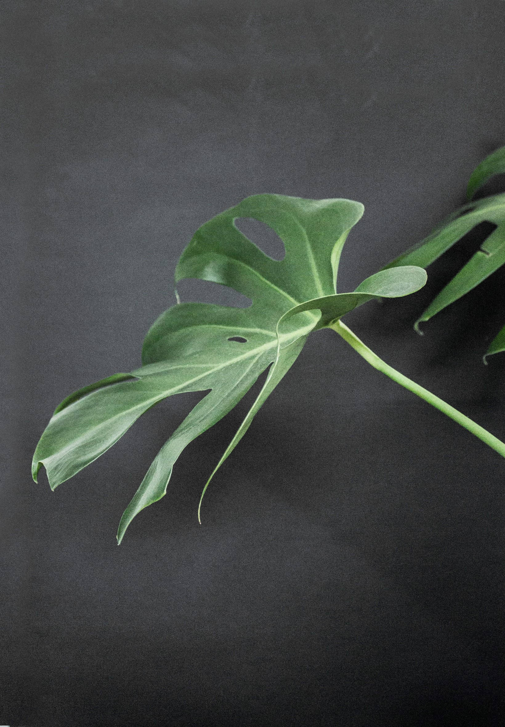 Monstera På Sort Overflade Wallpapers