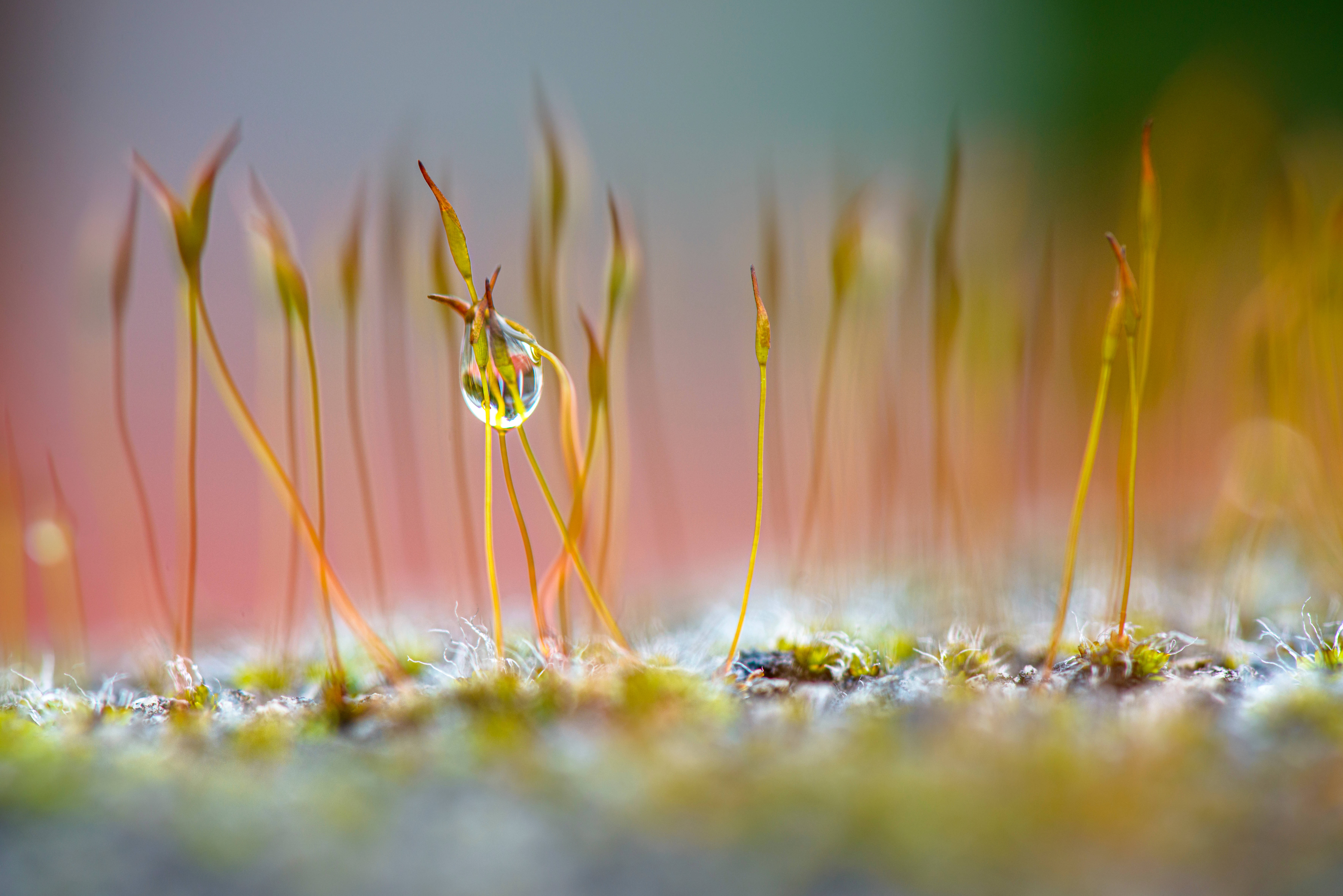 Morgendug i en eng Wallpapers