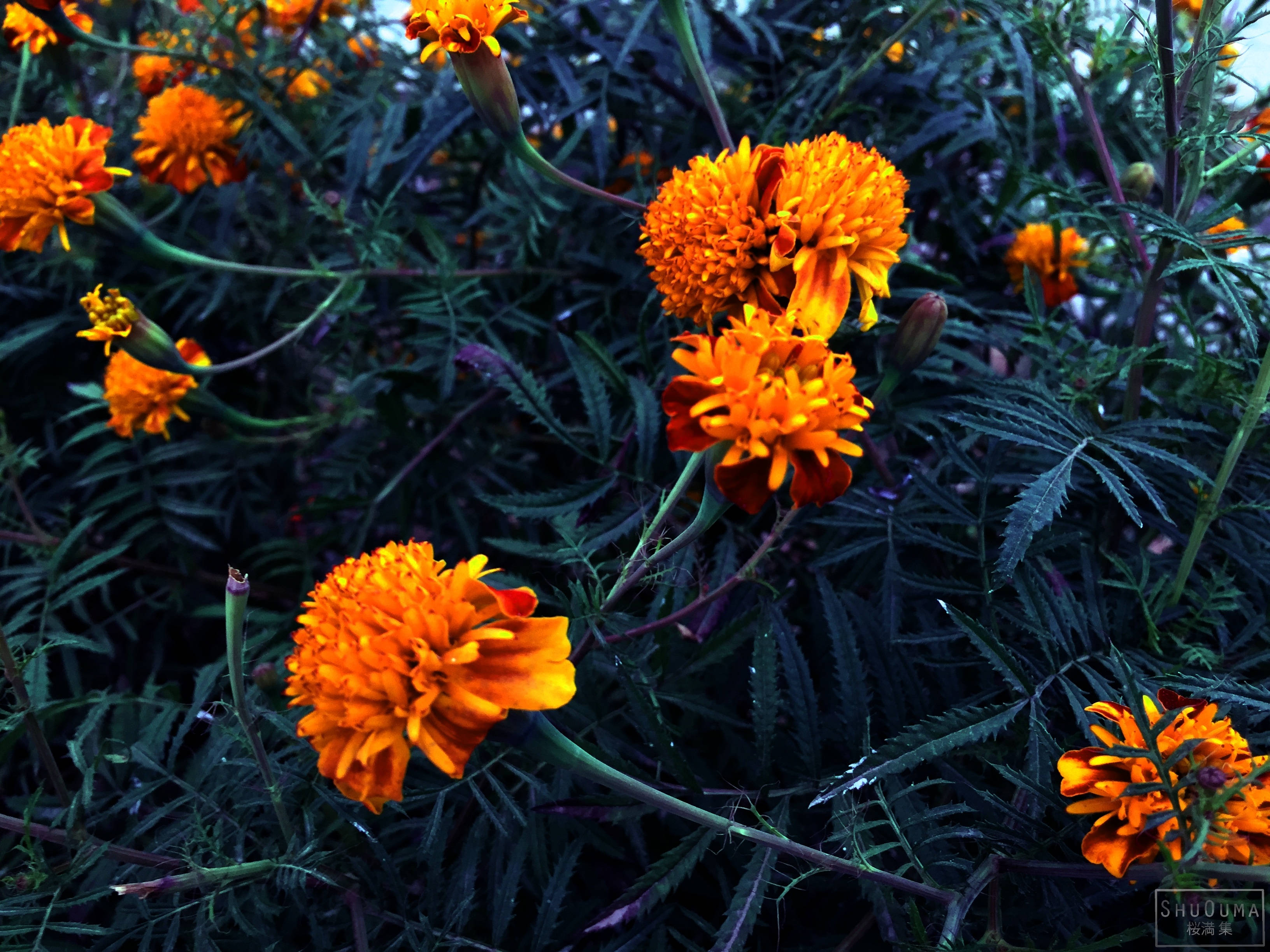 Morgenfrue vild blomstrende plante Wallpapers