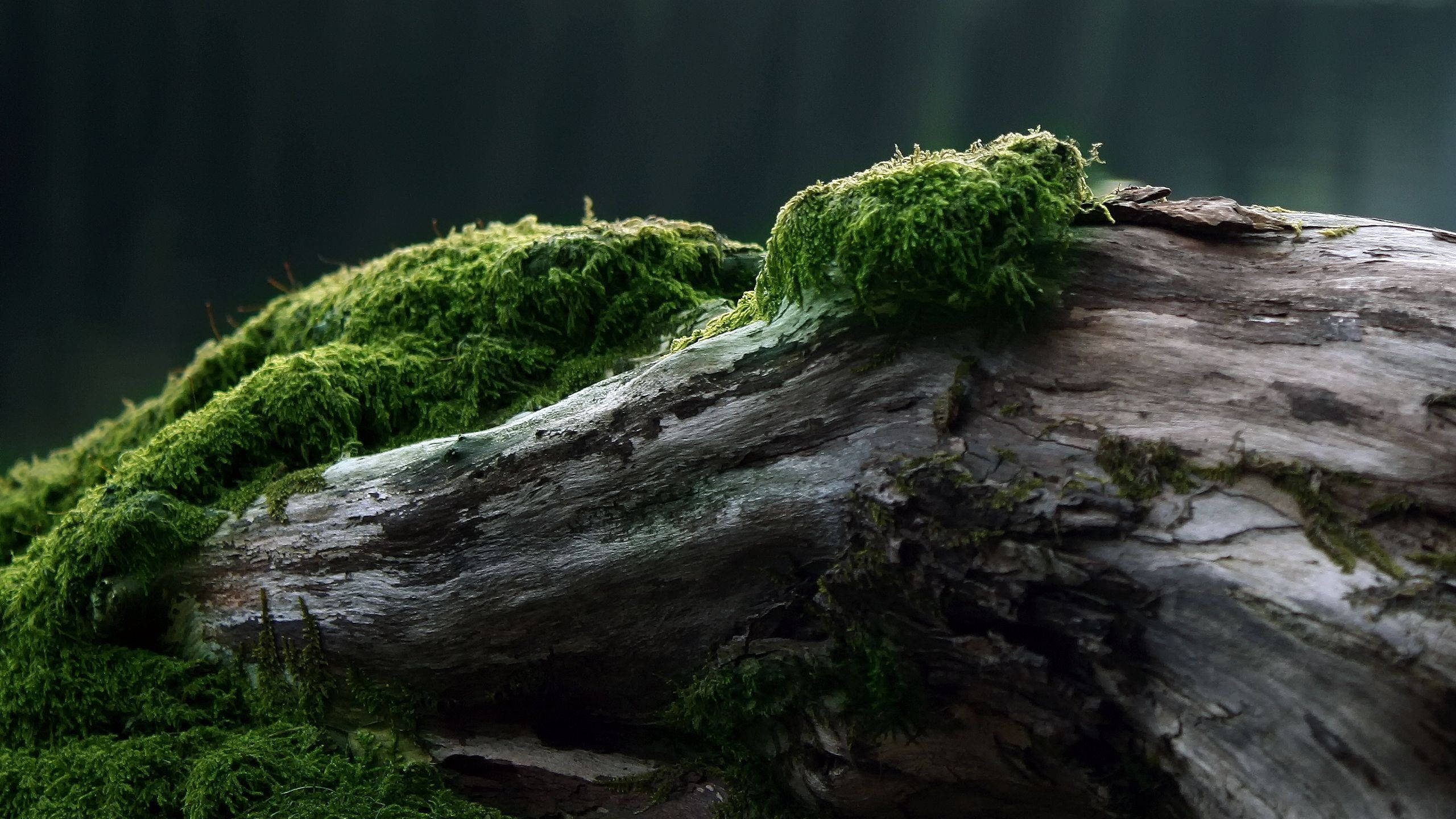 Mos der dækker gammelt træ Wallpapers