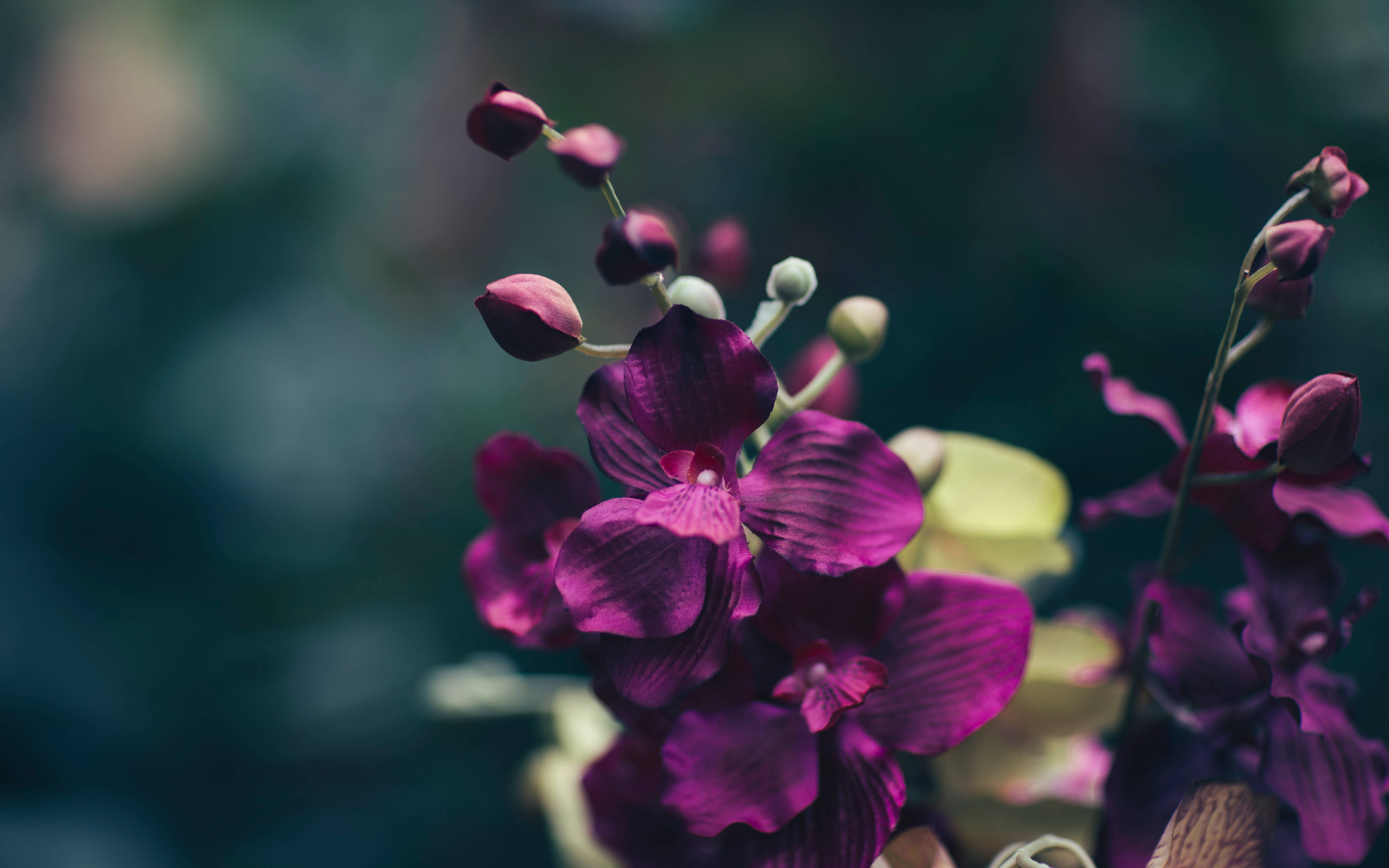 Mørk Blomstret Lilla Wallpapers