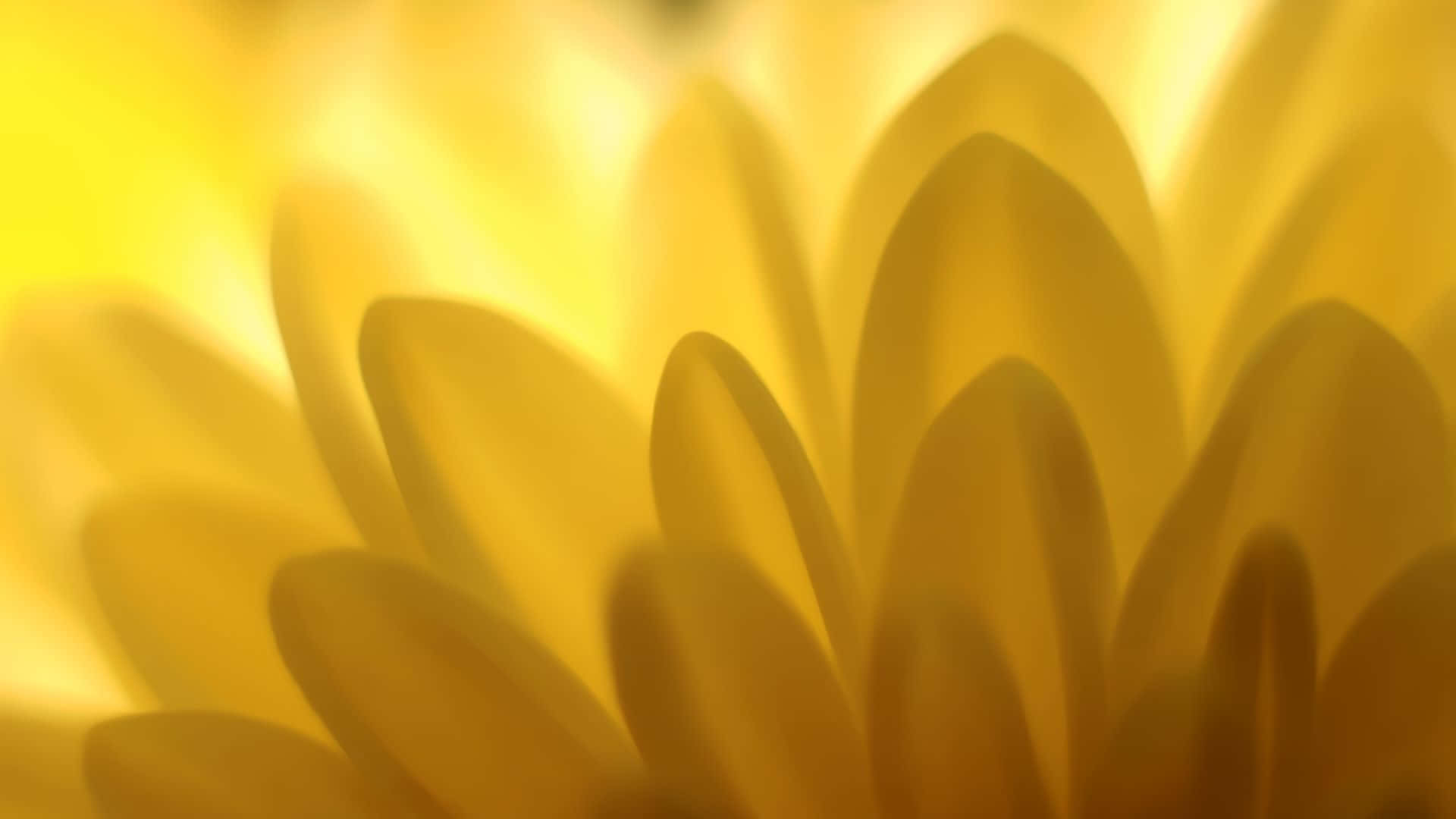 Mærk de gule vibes Wallpapers