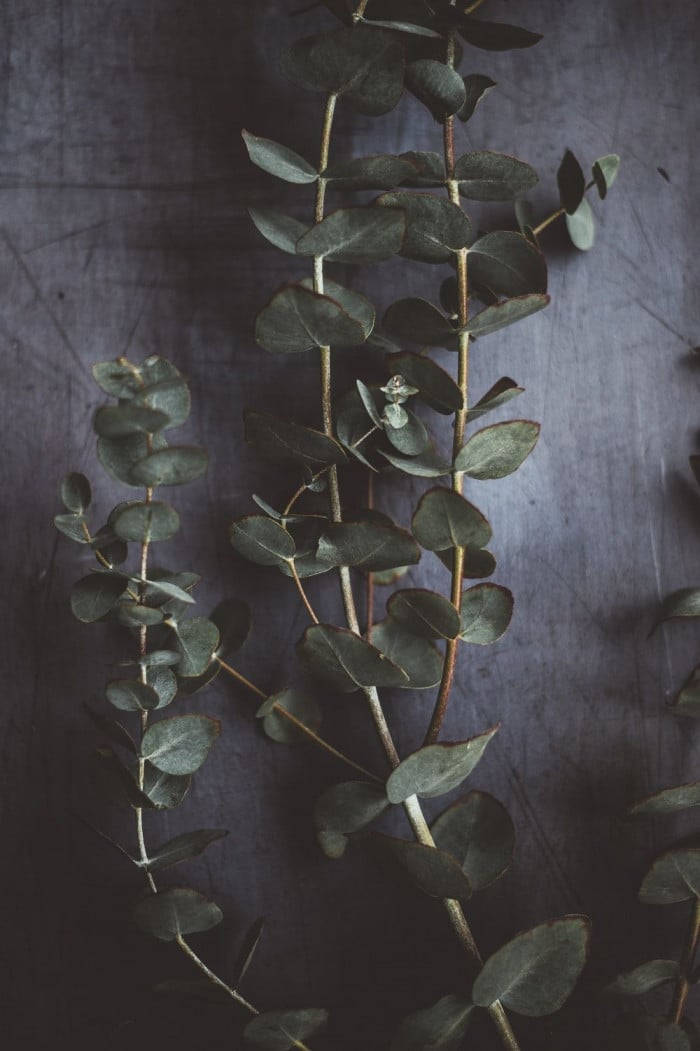 Mørk Eukalyptus Æstetik Wallpapers