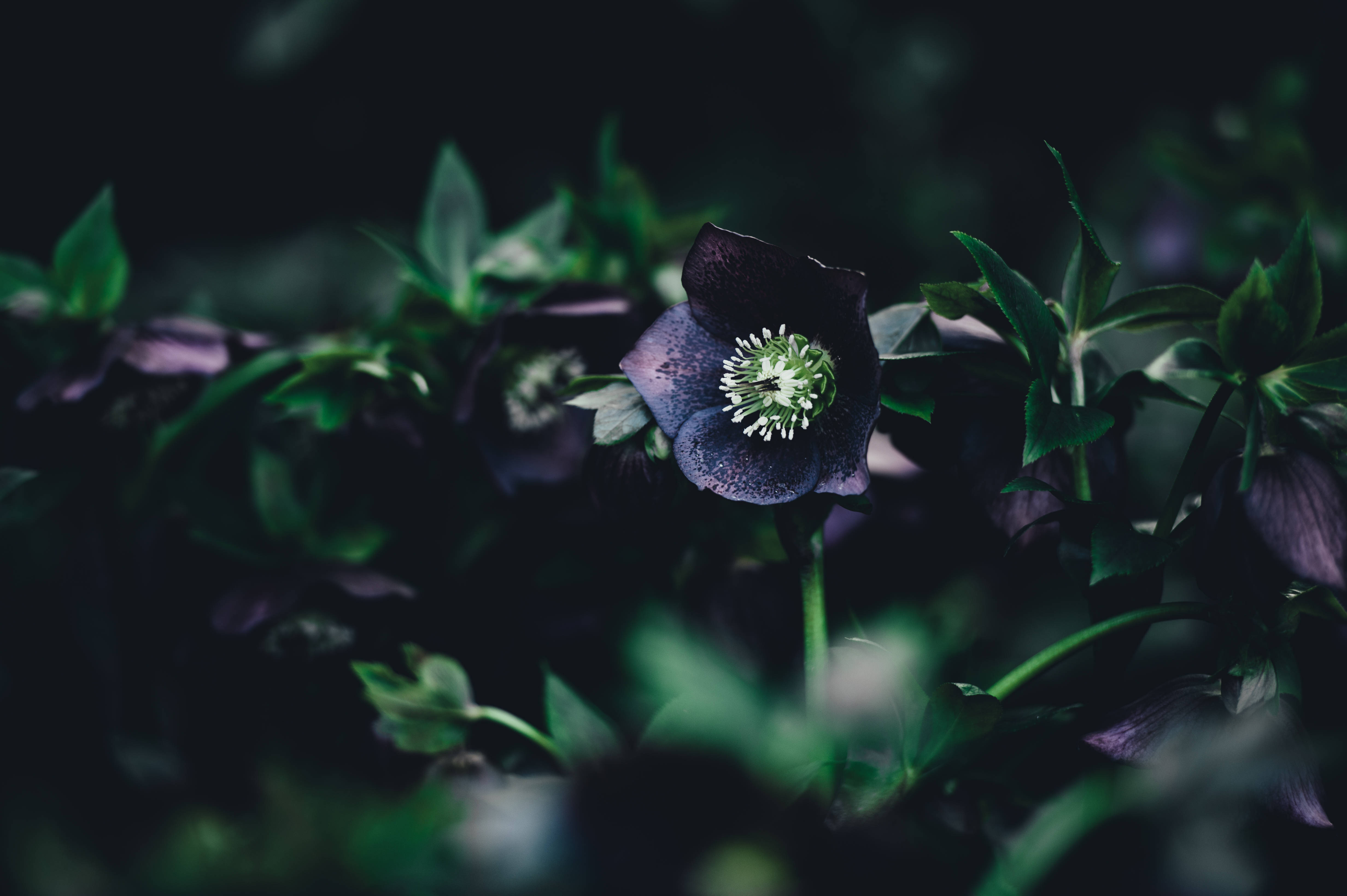 Mørk lilla blomst med grøn stilk Wallpapers