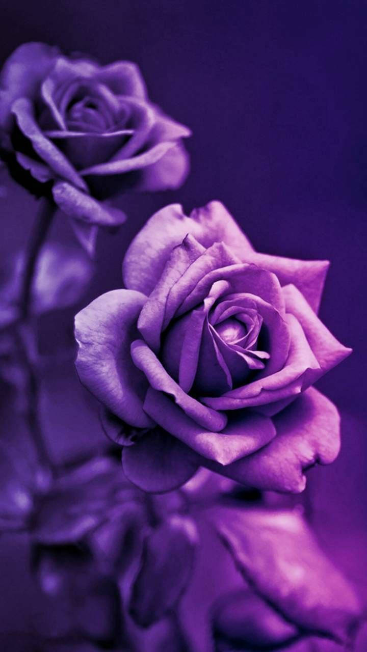 Mørk lilla æstetisk 3D-rose Wallpapers