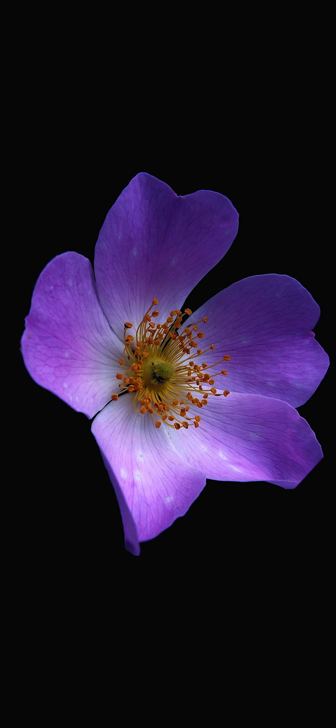 Mørk lilla æstetisk blomst Wallpapers