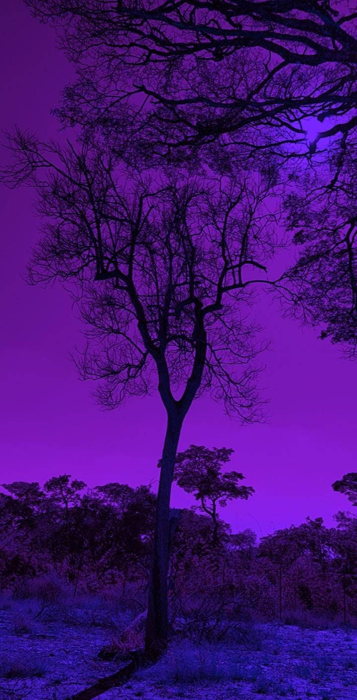 Mørk lilla æstetisk naturtræ Wallpapers