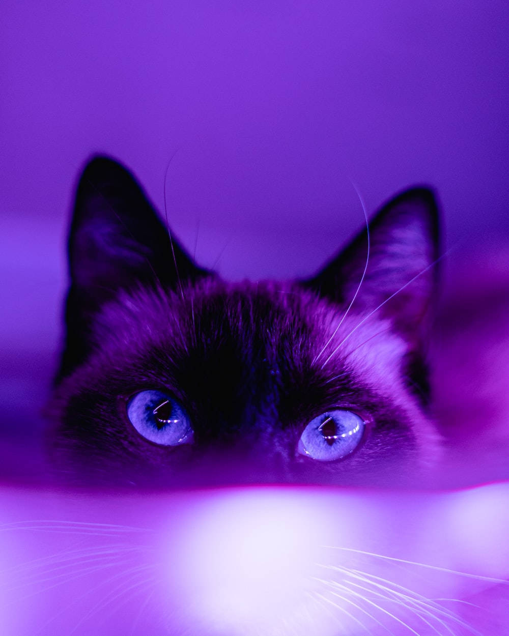 Mørk lilla æstetisk siameserkat Wallpapers