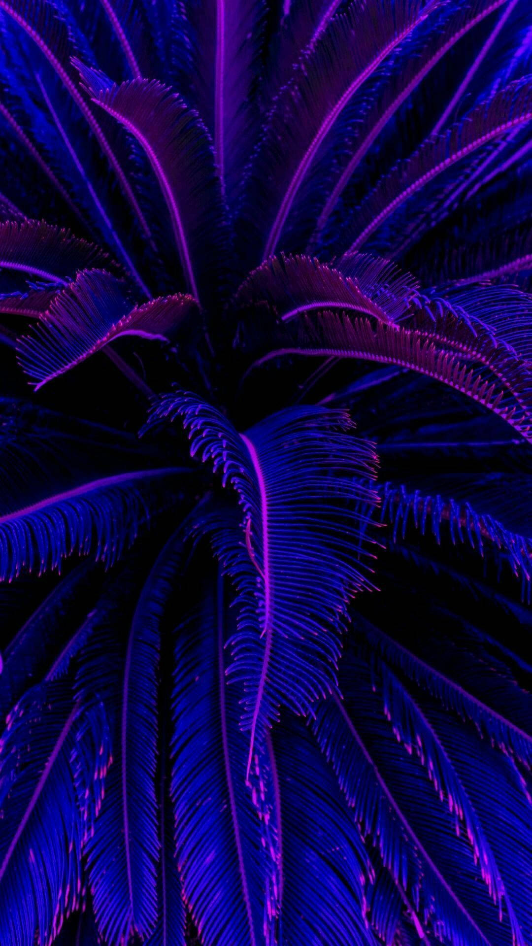 Mørk lilla æstetiske kokospalmer Wallpapers