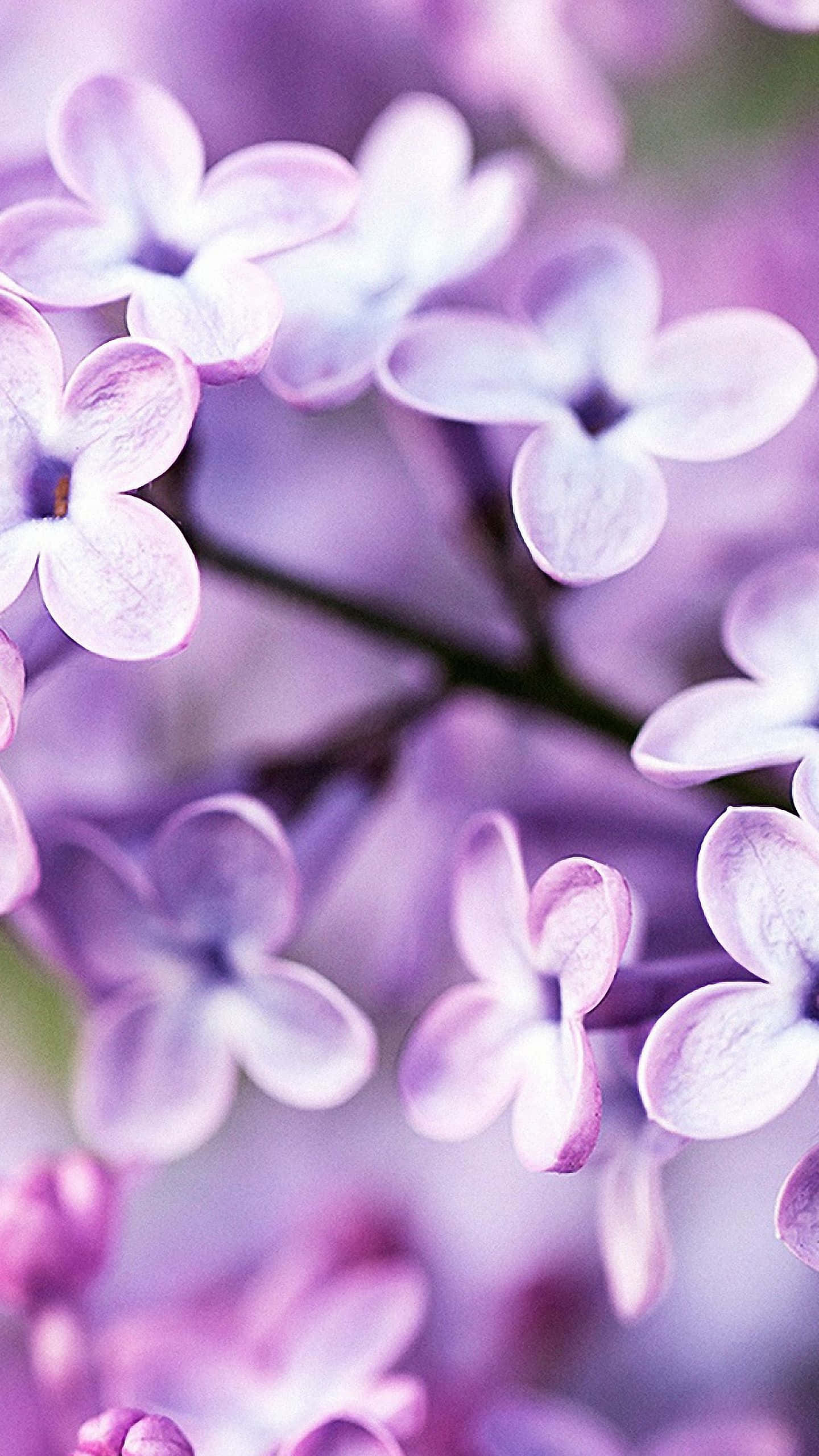 Mærk naturens skønhed med Flower iPhone Wallpapers