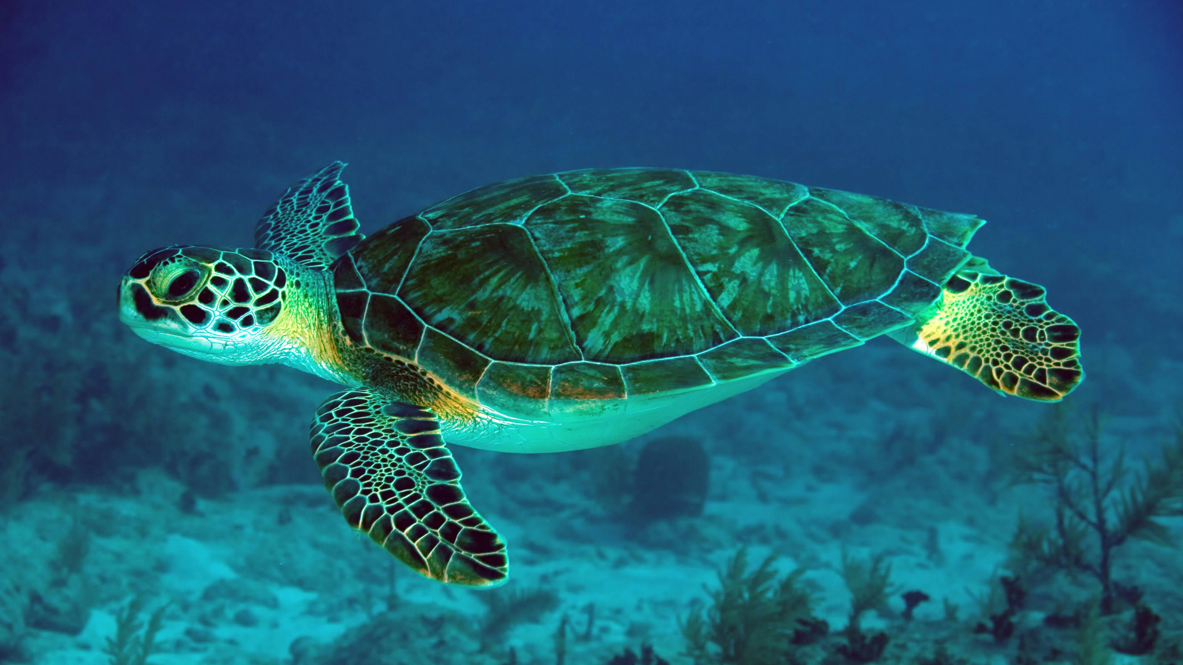 Mørk neongrøn sød skildpadde Wallpapers