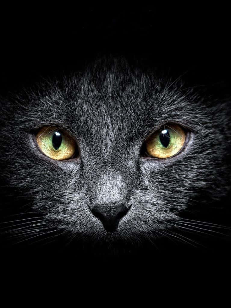 Mørk sød kat iPad Wallpapers