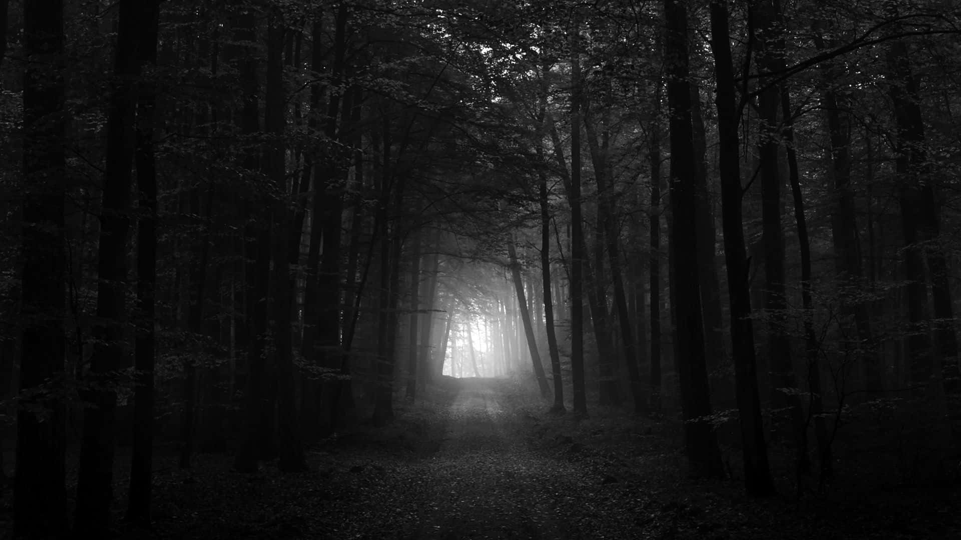 Mørk Skov Baggrund Wallpapers
