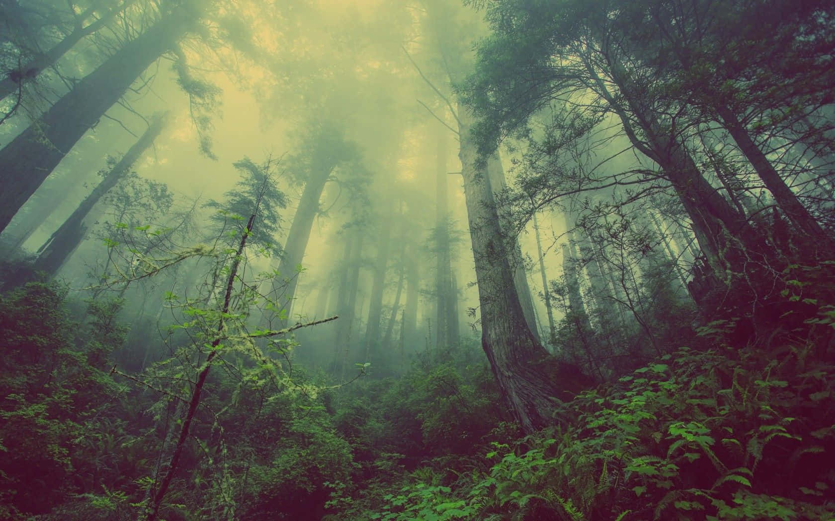 Mørk skov baggrund Wallpapers