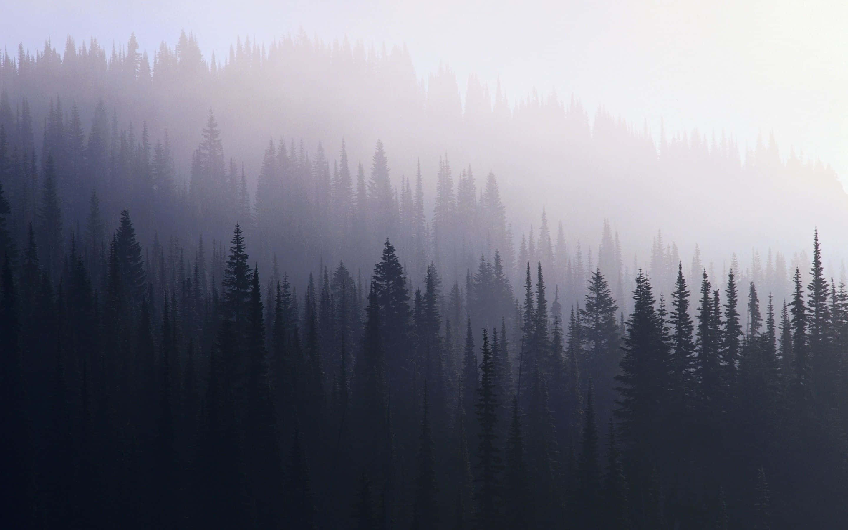 Mørk Skov Baggrund Wallpapers