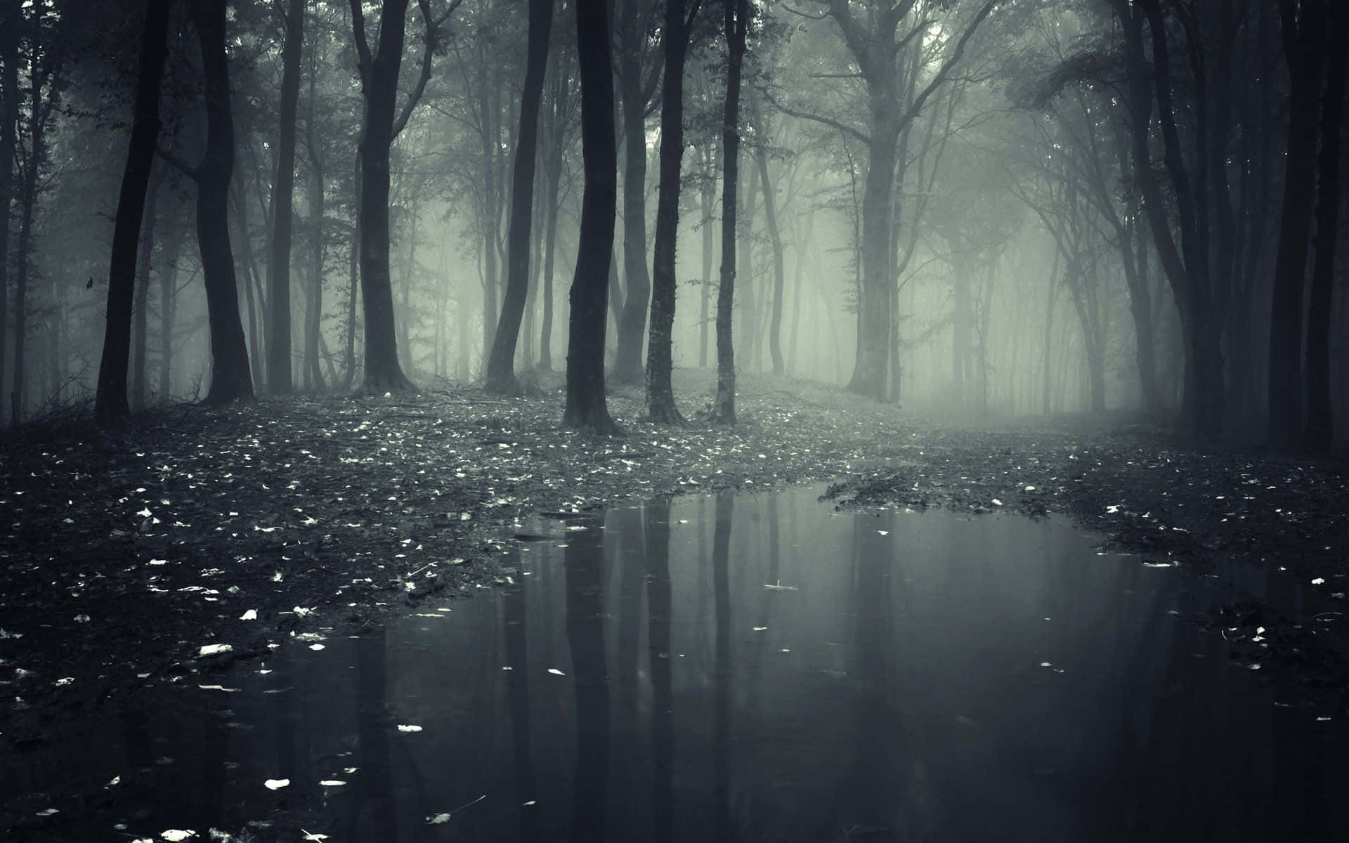 Mørk skov baggrund Wallpapers