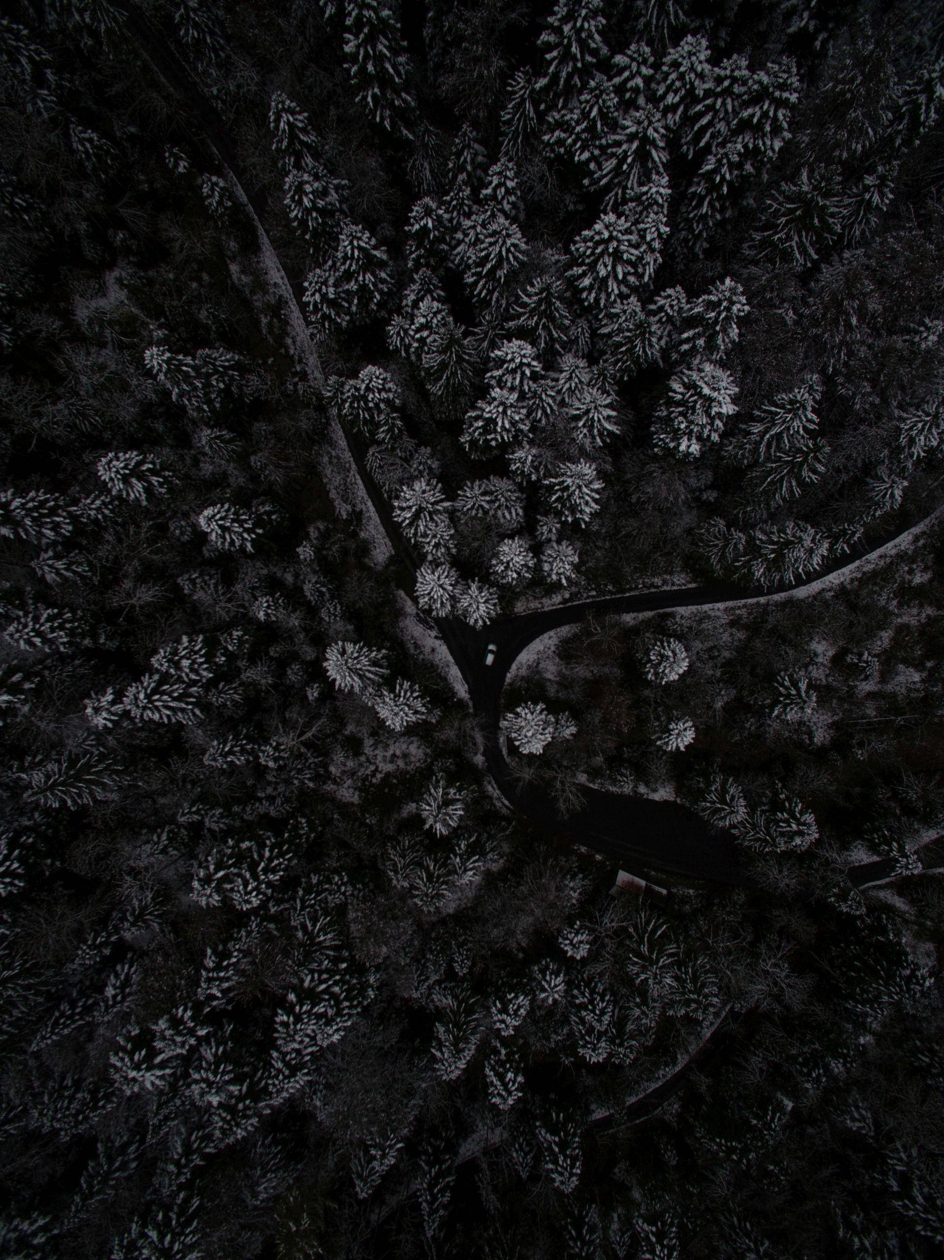 Mørk skov set oppefra på telefon Wallpapers