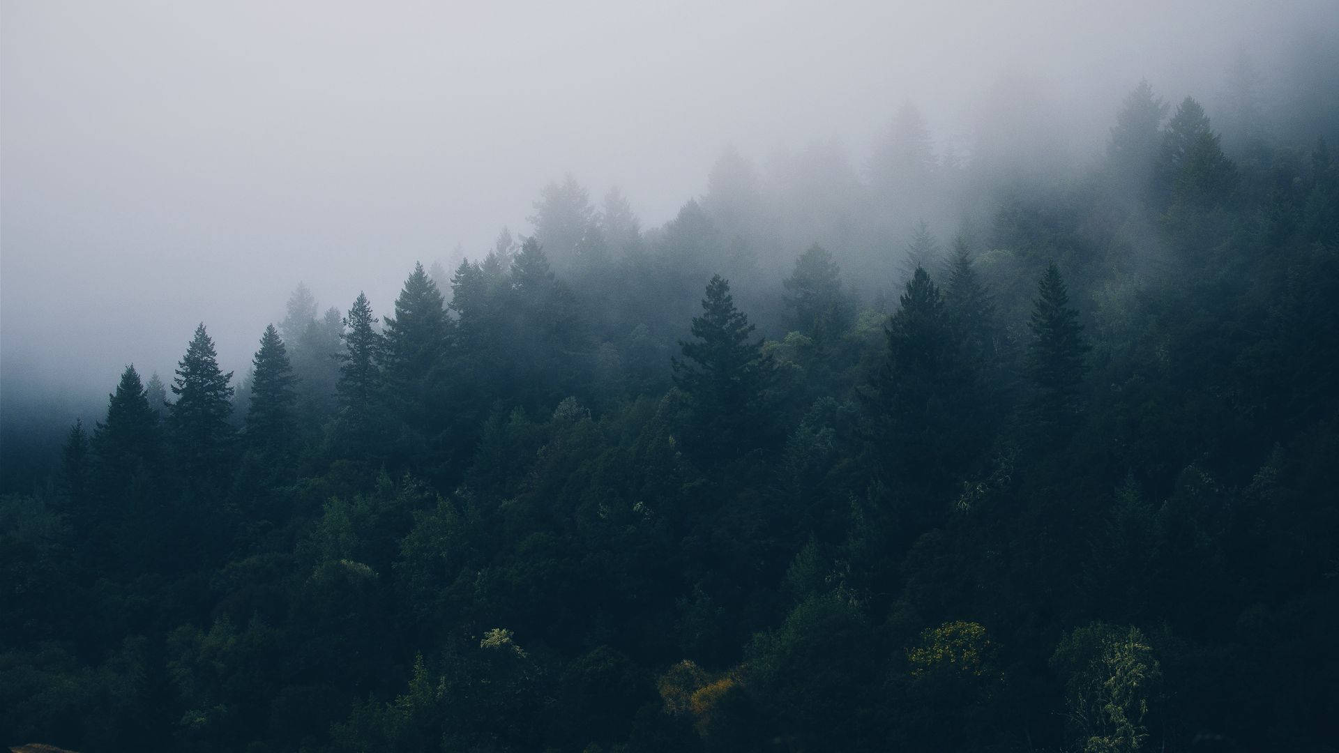 Mørk tåget skovudsigt Wallpapers